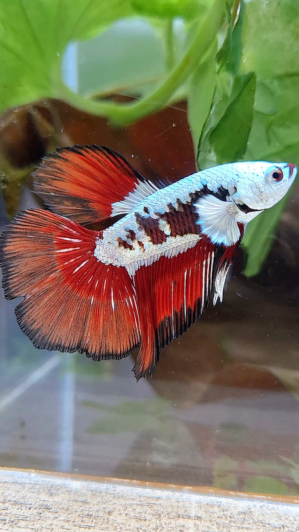 HALFMOON RED MAMBA SNOW SAMURAI MASKING BETTA FISH