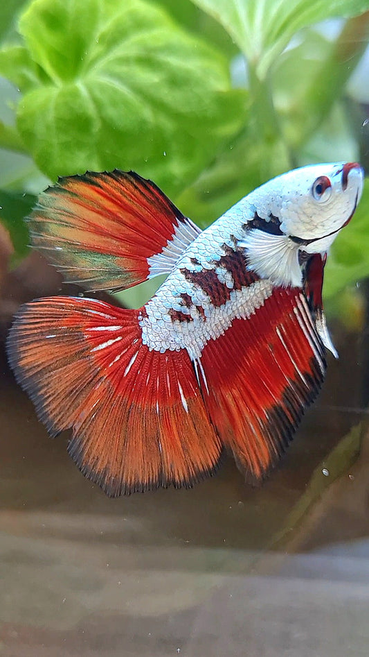HALFMOON RED MAMBA SNOW SAMURAI MASKING BETTA FISH