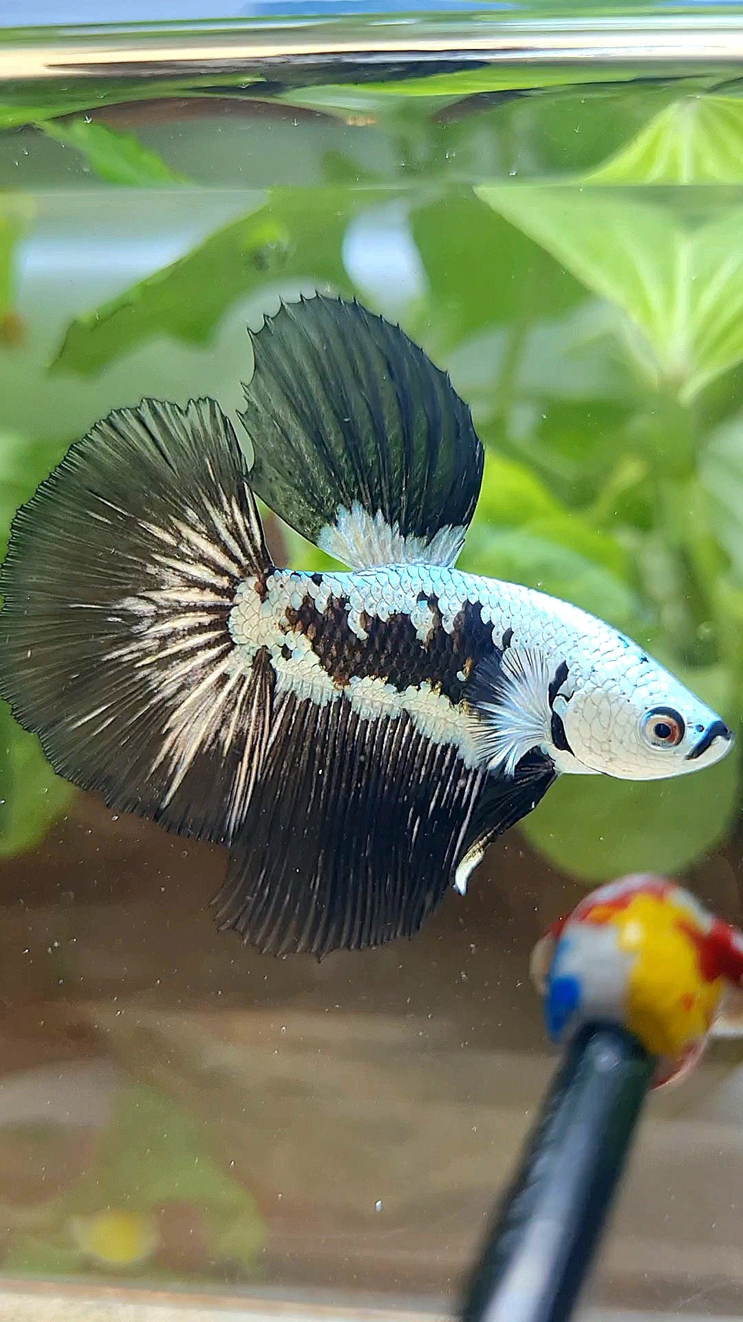 HALFMOON ROSETAIL BLACK MAMBA SNOW SAMURAI MASKING BETTA FISH