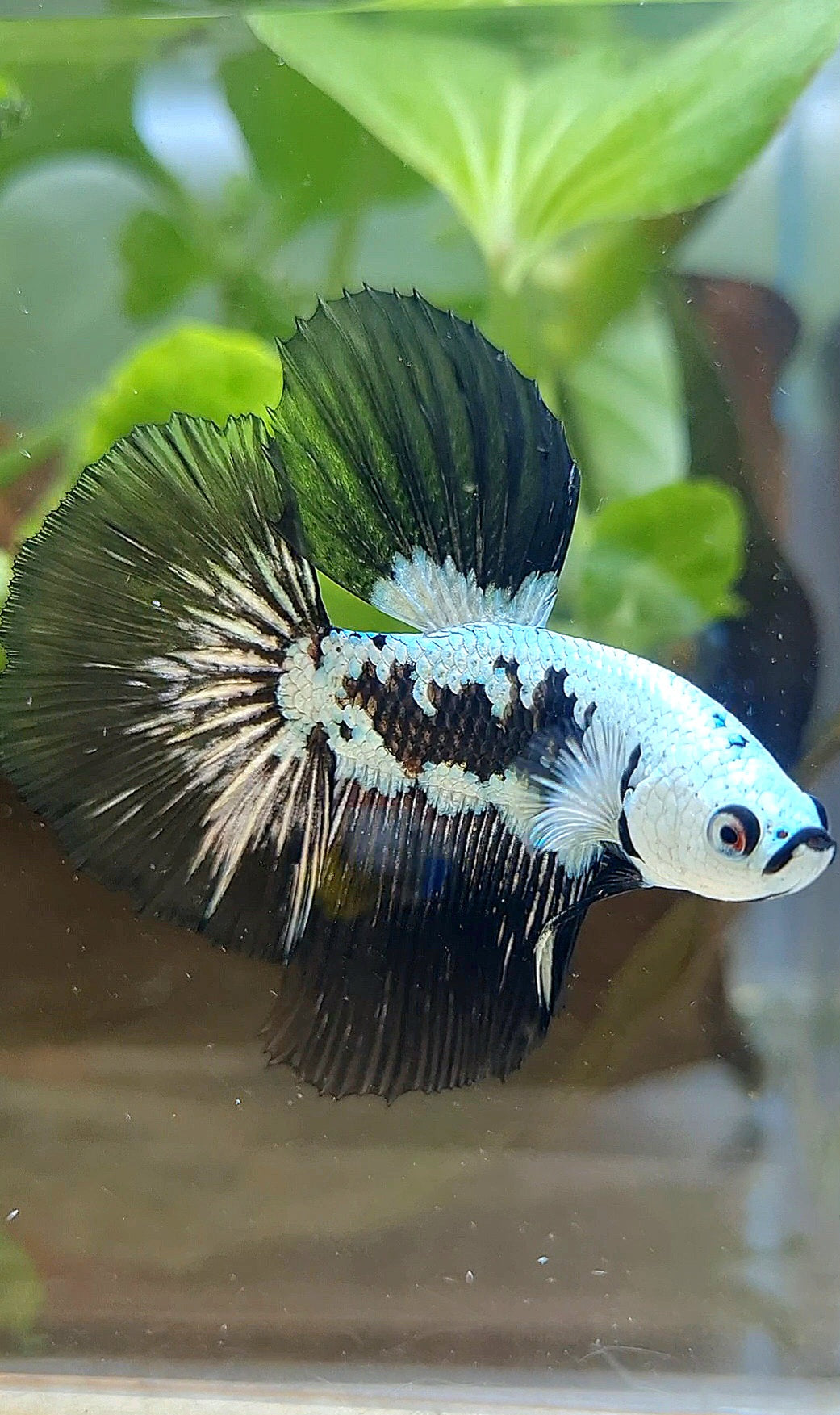 HALFMOON ROSETAIL BLACK MAMBA SNOW SAMURAI MASKING BETTA FISH