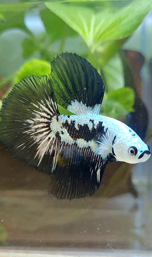HALFMOON ROSETAIL BLACK MAMBA SNOW SAMURAI MASKING BETTA FISH