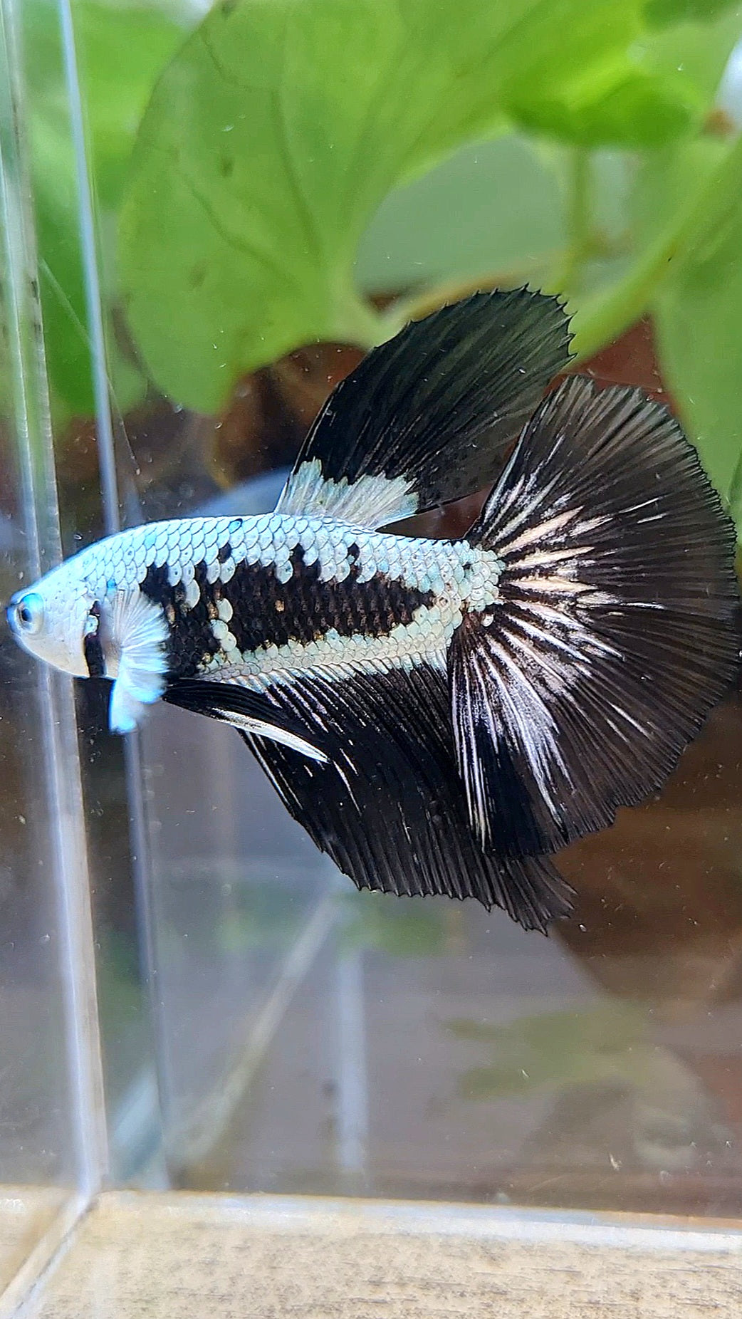 HALFMOON ROSETAIL BLACK MAMBA SNOW SAMURAI MASKING BETTA FISH
