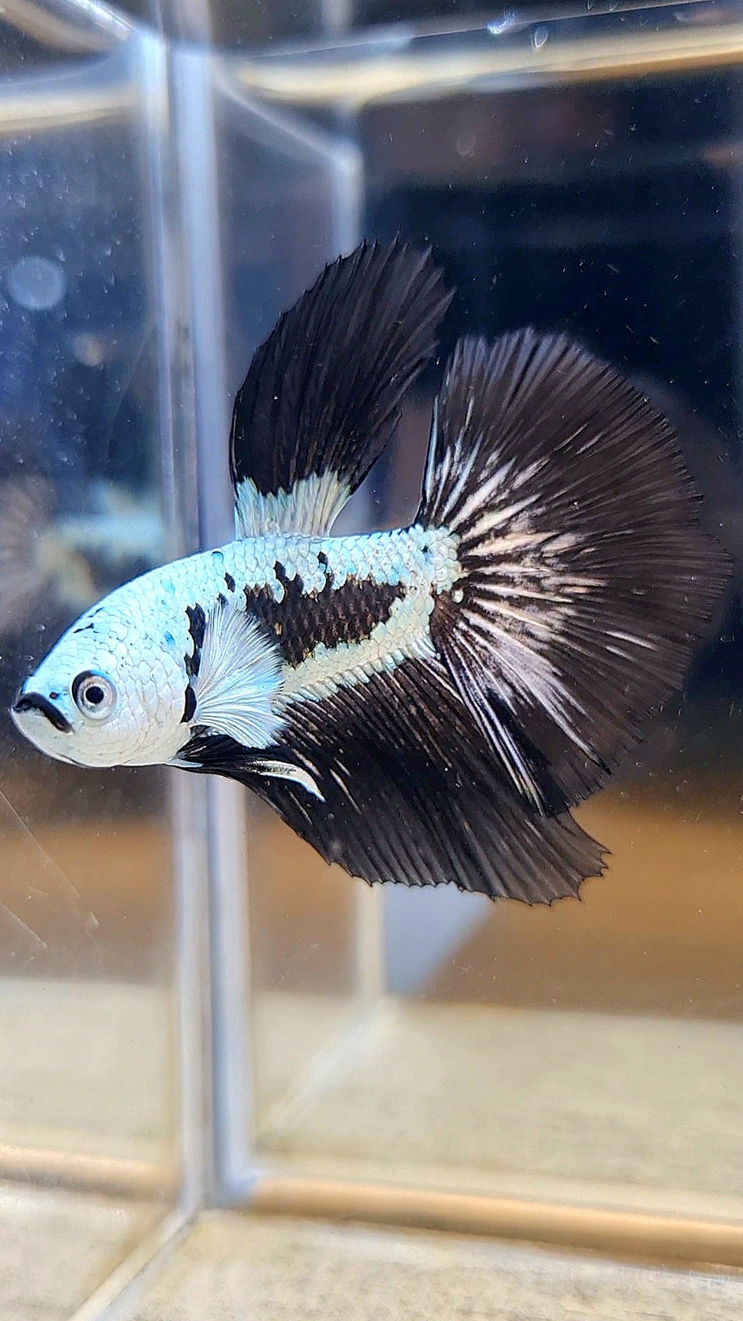 HALFMOON ROSETAIL BLACK MAMBA SNOW SAMURAI MASKING BETTA FISH