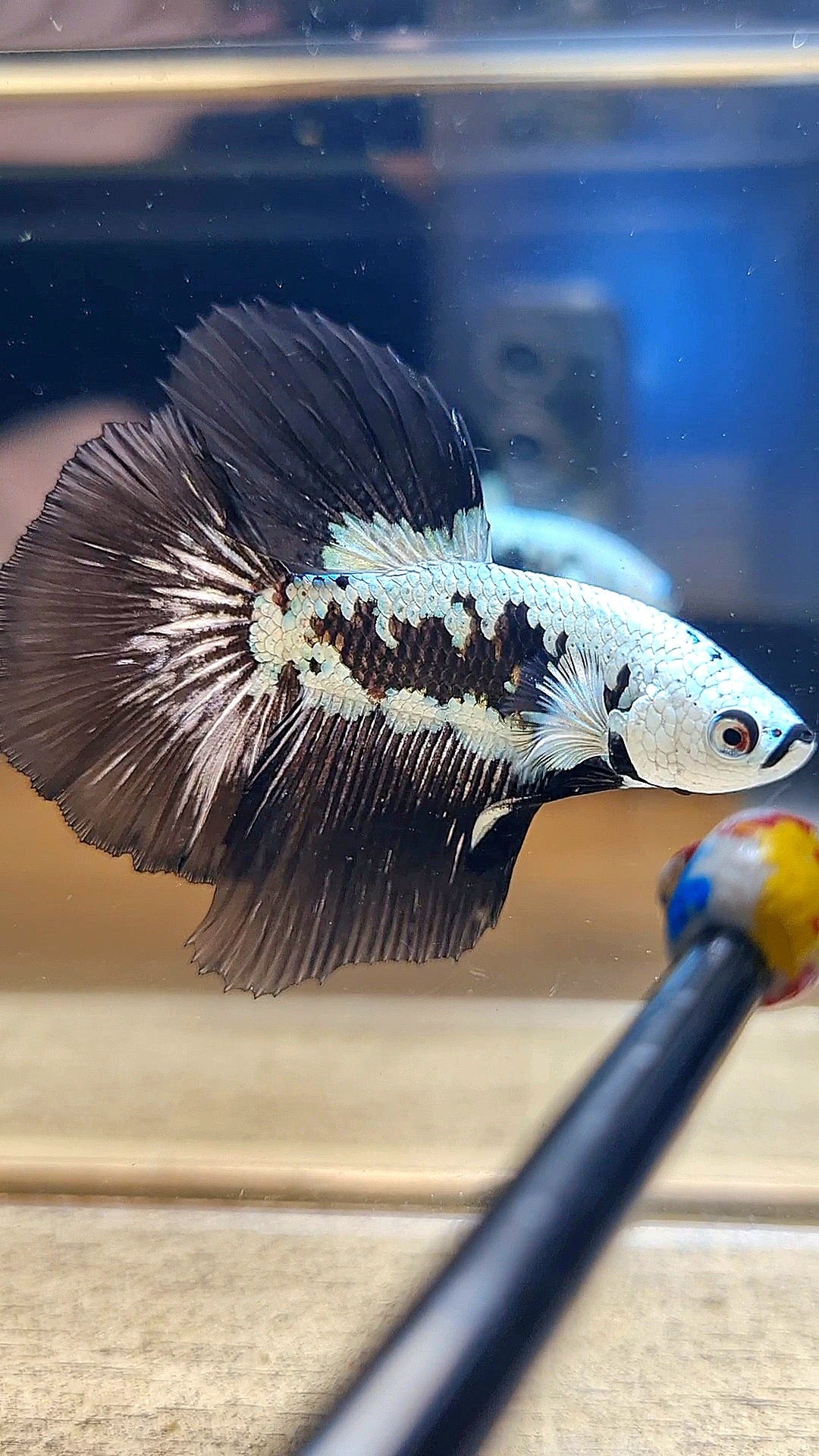HALFMOON ROSETAIL BLACK MAMBA SNOW SAMURAI MASKING BETTA FISH