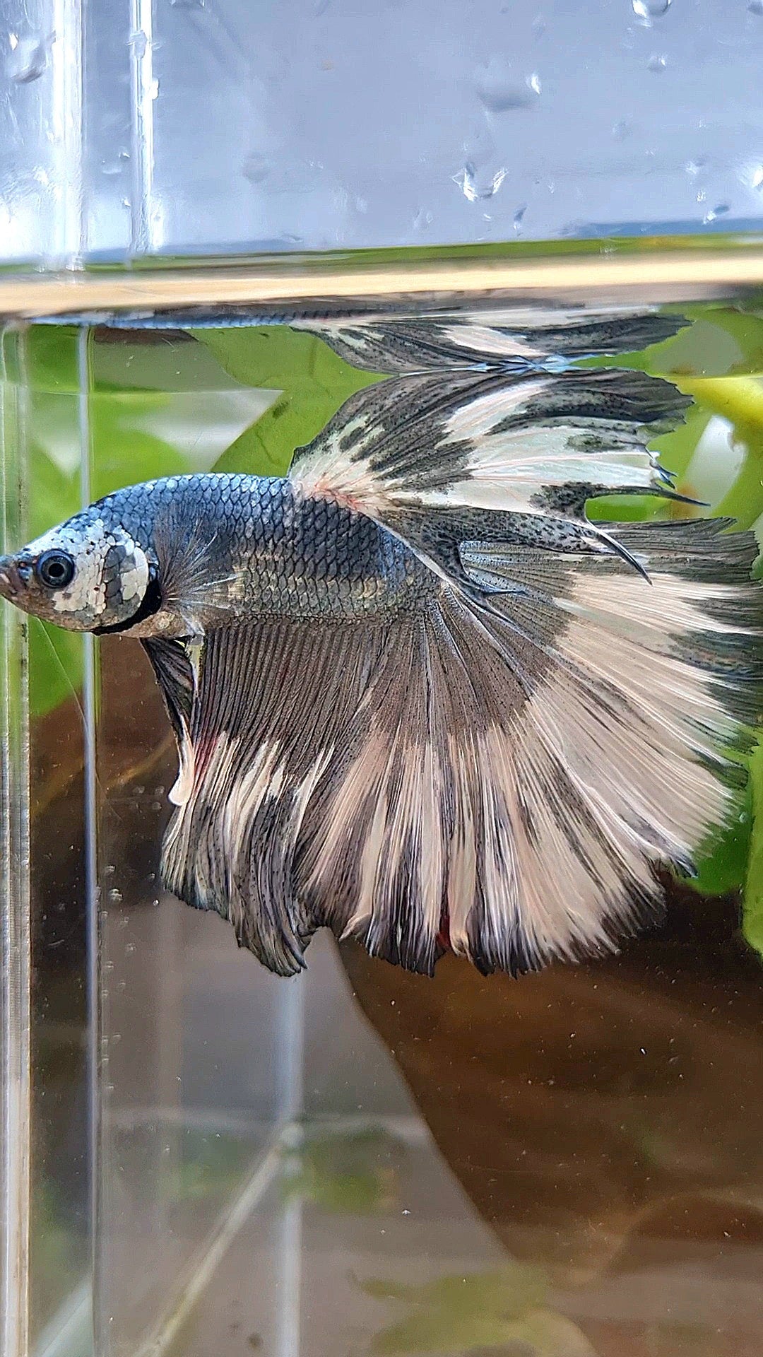 XL HALFMOON ROSETAIL COPPER WHITE MARBLE PATTERN UNIQUE BETTA FISH