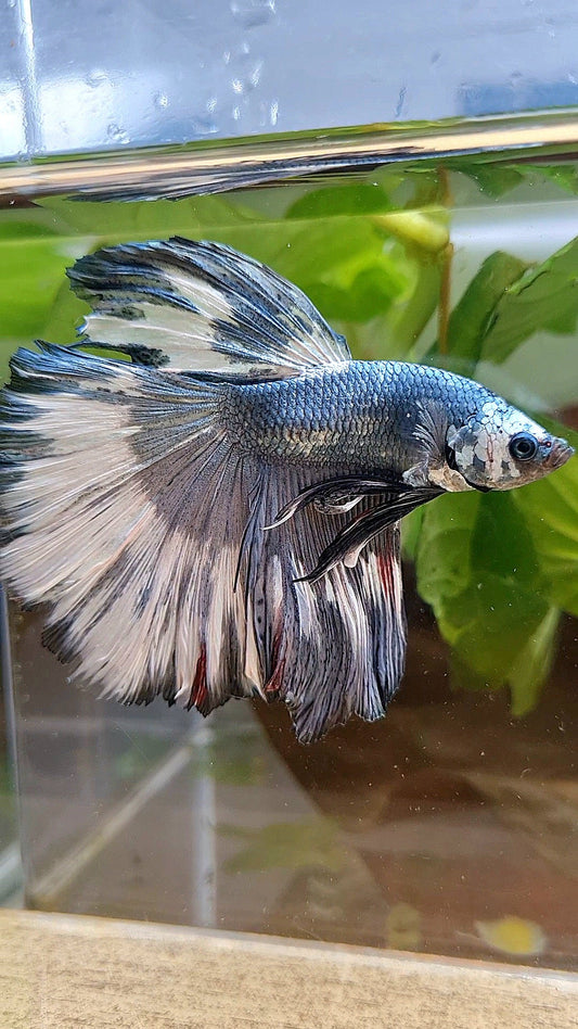 XL HALFMOON ROSETAIL COPPER WHITE MARBLE PATTERN UNIQUE BETTA FISH