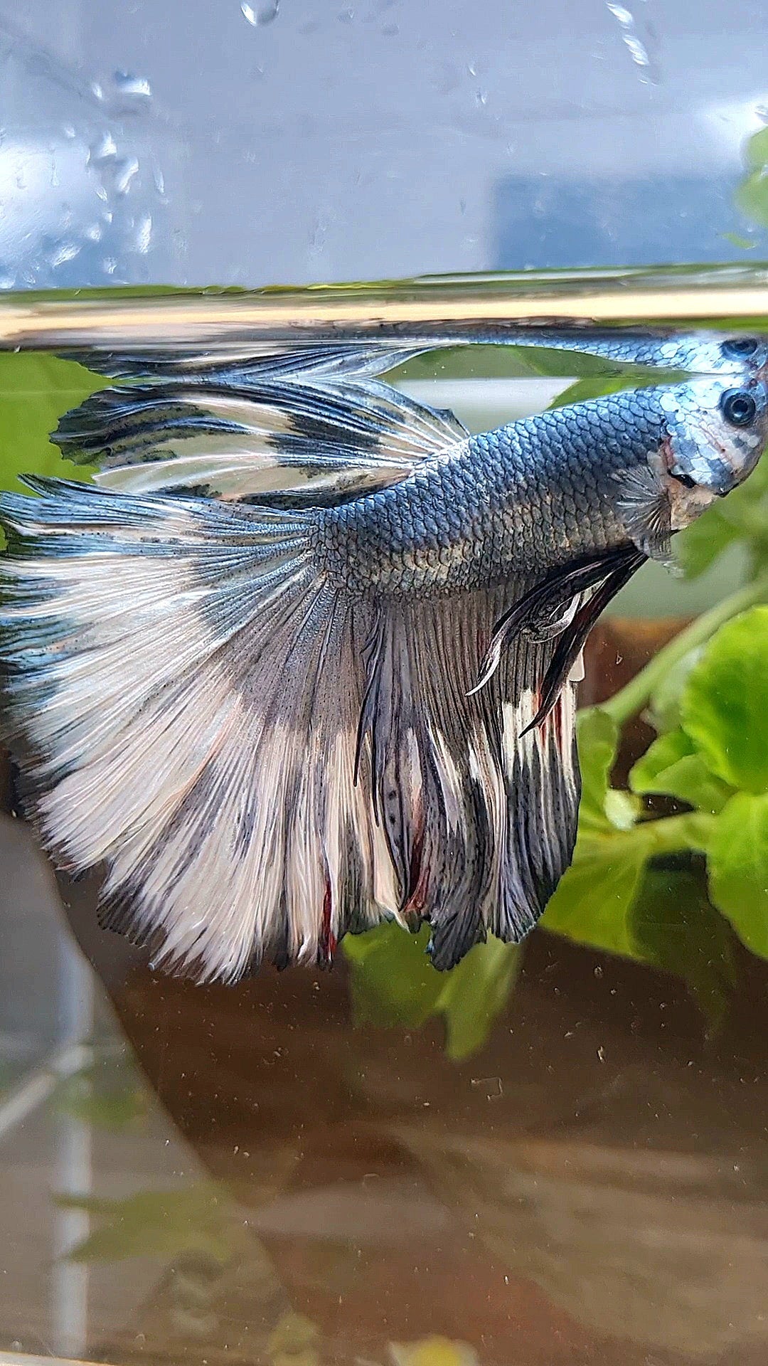 XL HALFMOON ROSETAIL COPPER WHITE MARBLE PATTERN UNIQUE BETTA FISH
