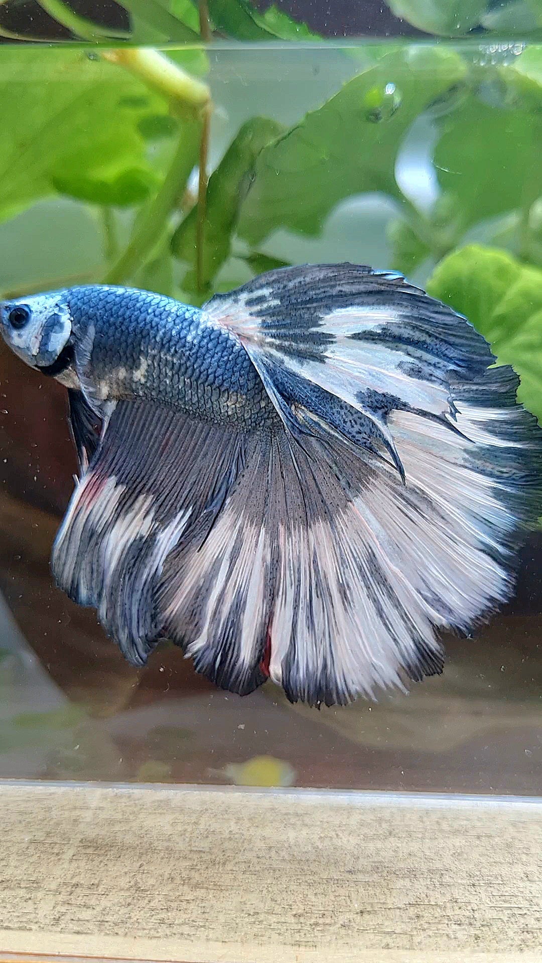 XL HALFMOON ROSETAIL COPPER WHITE MARBLE PATTERN UNIQUE BETTA FISH