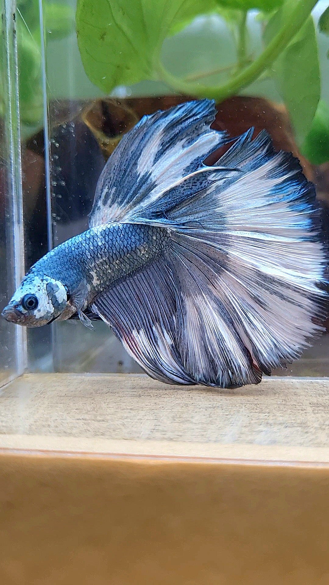 XL HALFMOON ROSETAIL COPPER WHITE MARBLE PATTERN UNIQUE BETTA FISH