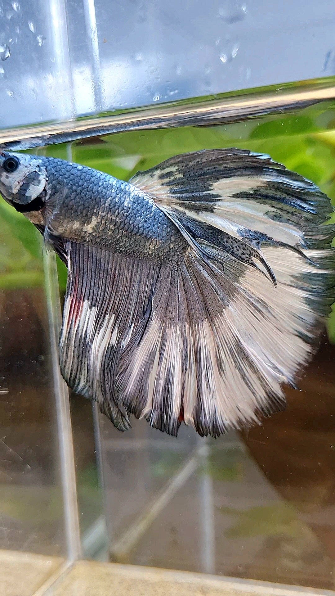 XL HALFMOON ROSETAIL COPPER WHITE MARBLE PATTERN UNIQUE BETTA FISH