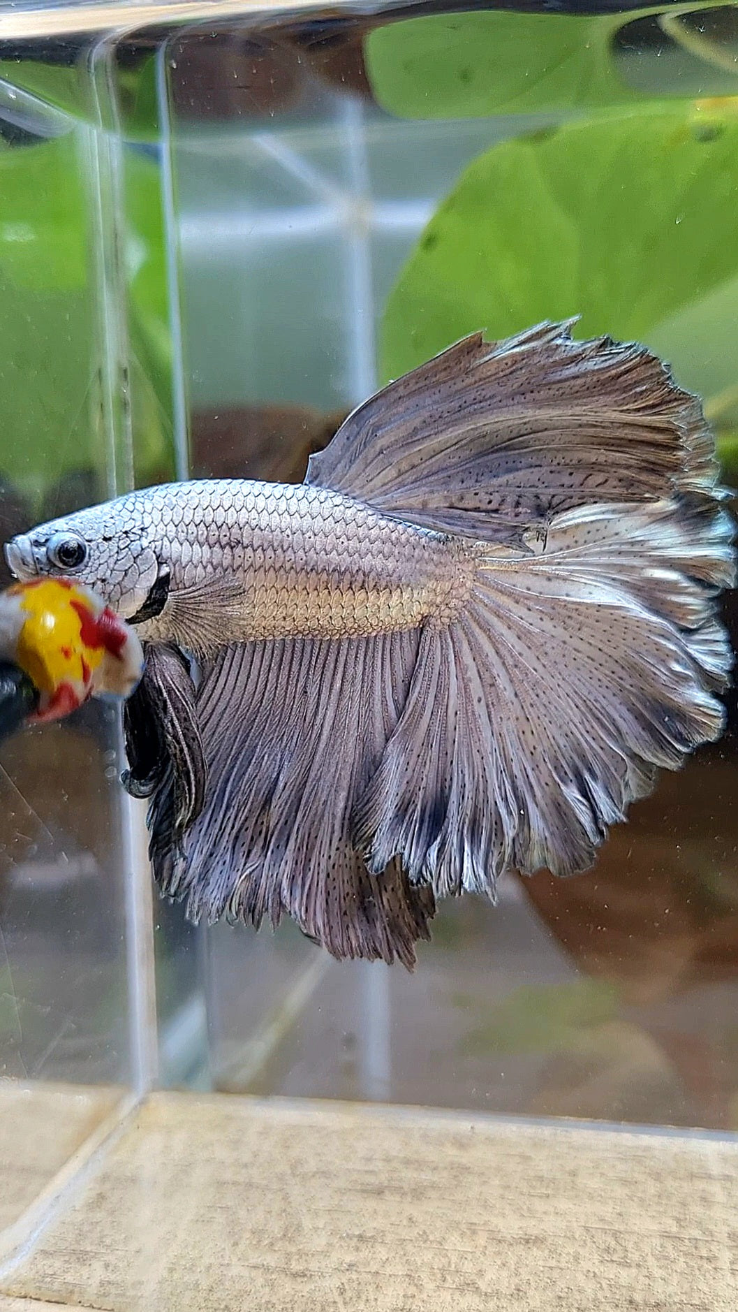 HALFMOON ROSETAIL SUPER COPPER METAL BETTA FISH