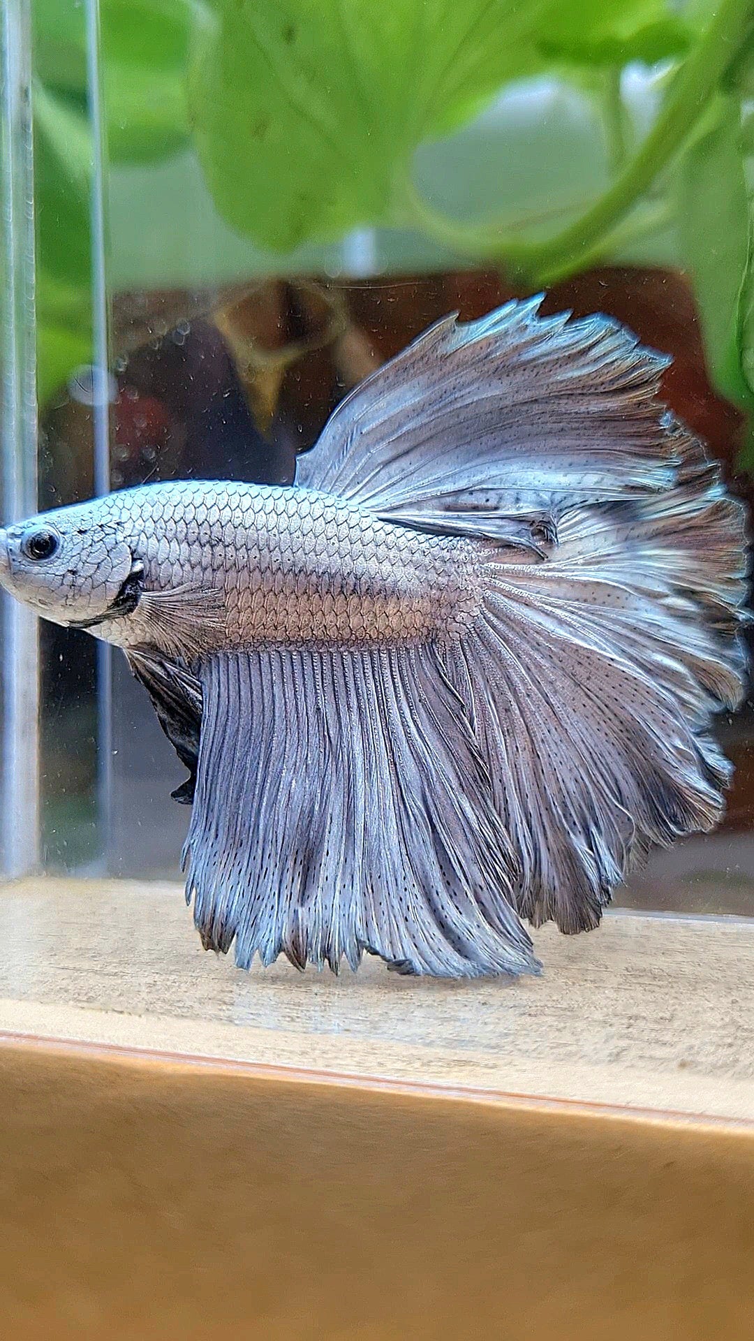 HALFMOON ROSETAIL SUPER COPPER METAL BETTA FISH