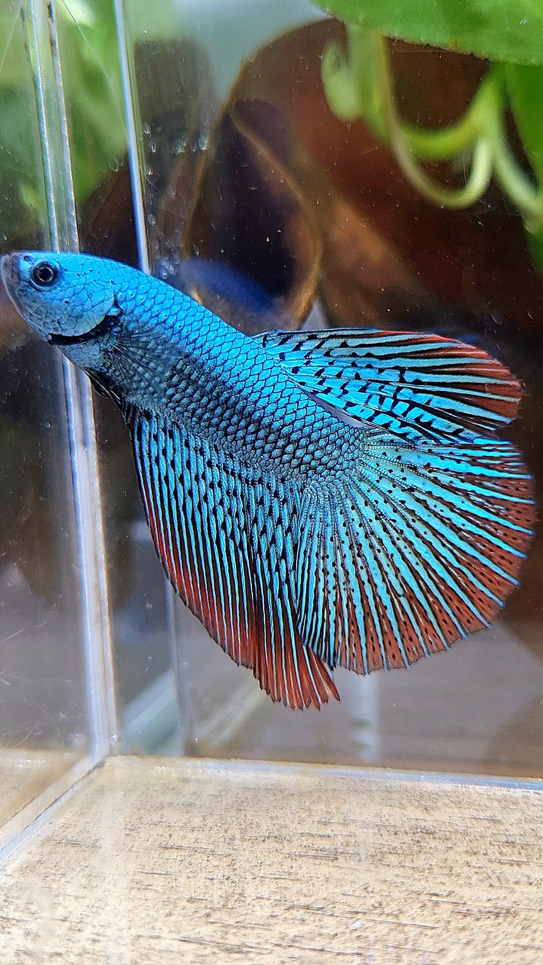 LUXURY HALFMOON ALIEN GREEN SUPER HYBRID WILD BETTA FISH
