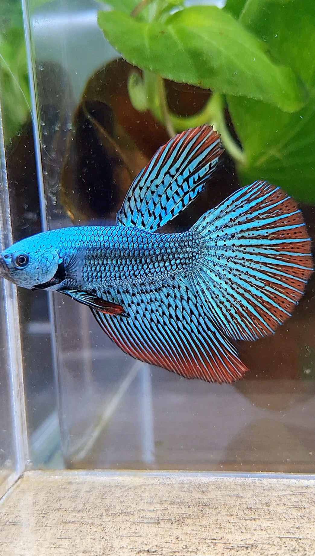 LUXURY HALFMOON ALIEN GREEN SUPER HYBRID WILD BETTA FISH