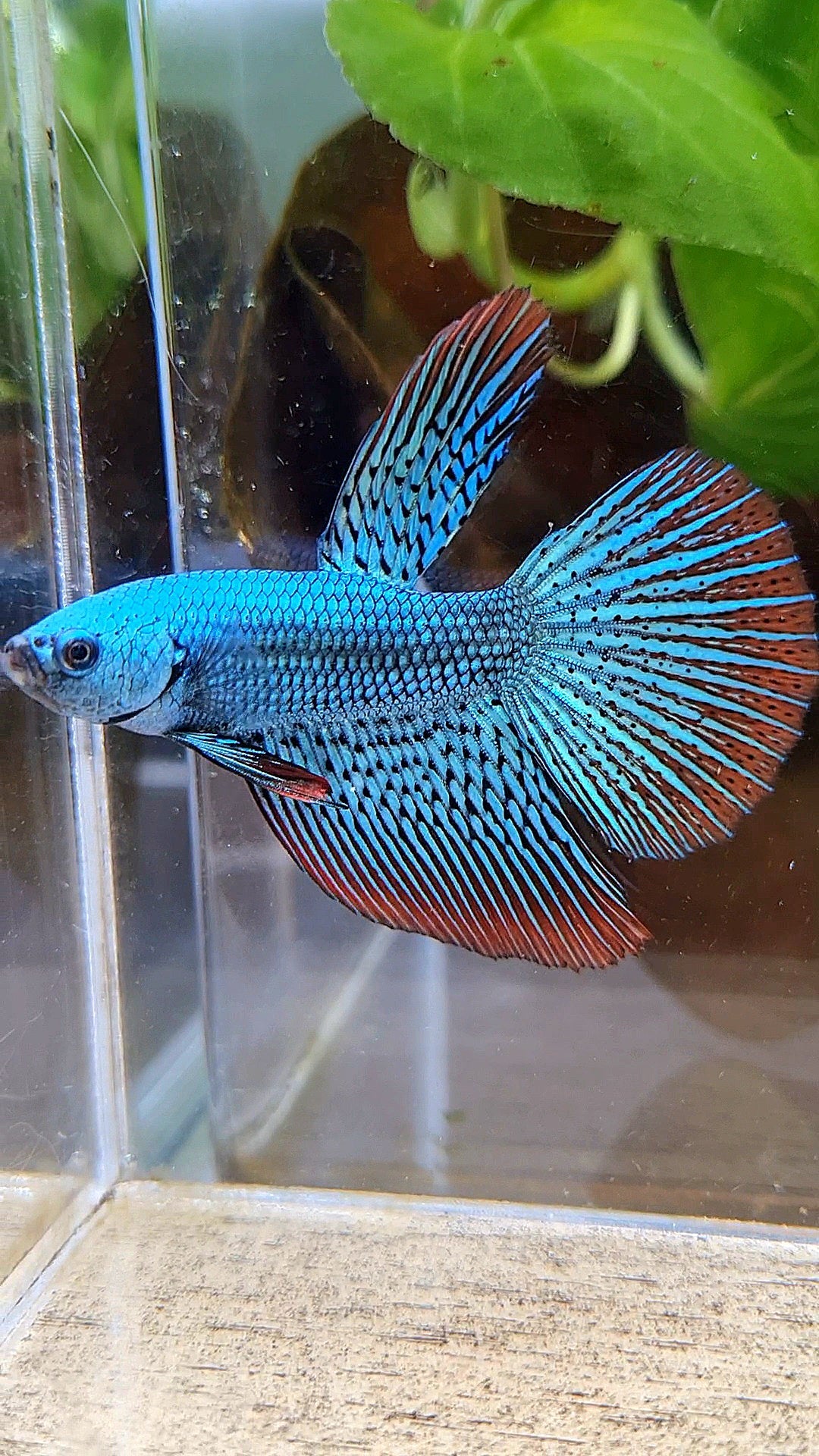 LUXURY HALFMOON ALIEN GREEN SUPER HYBRID WILD BETTA FISH