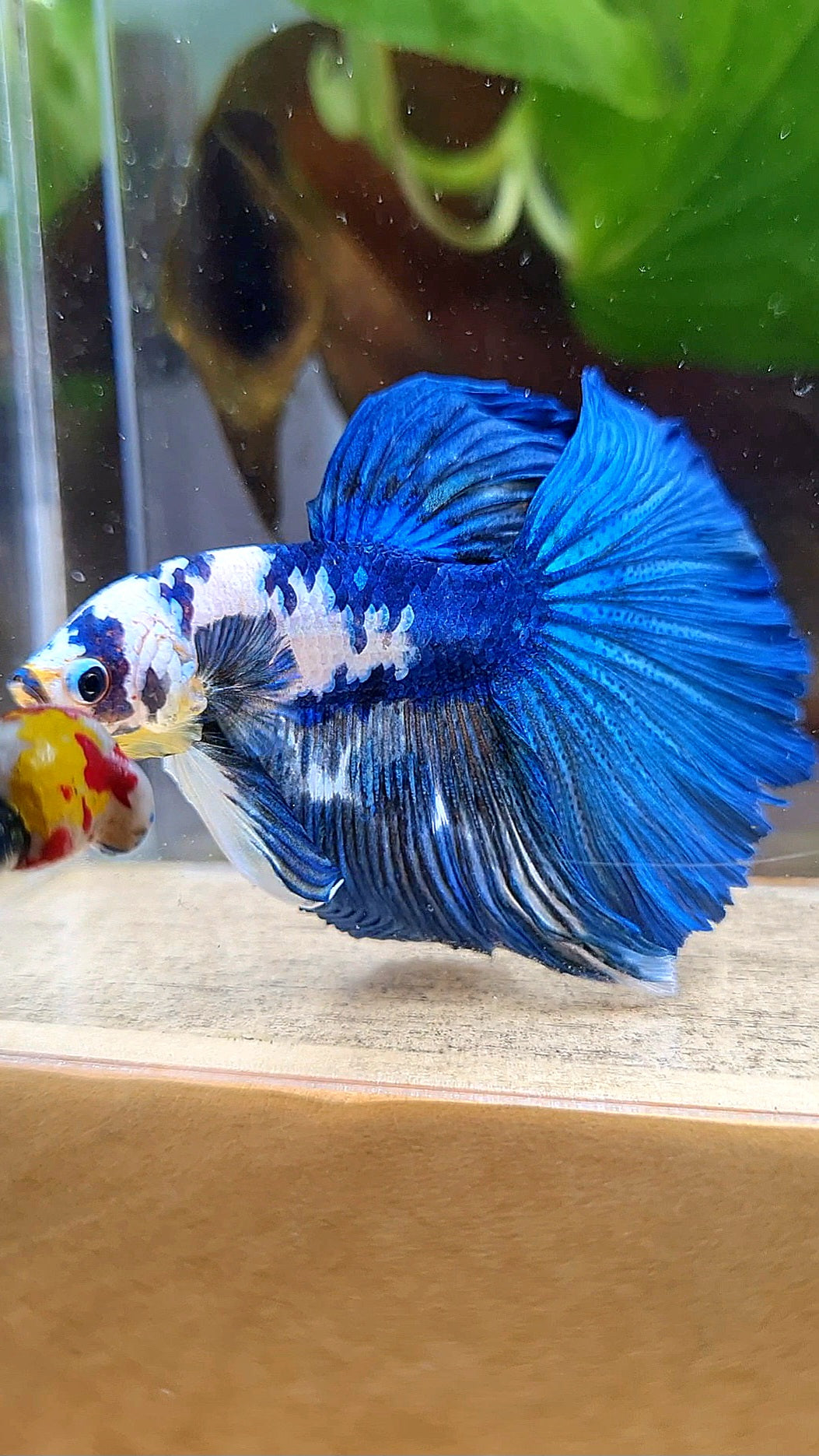 HALFMOON BLUE DOTS MARBLE BETTA FISH