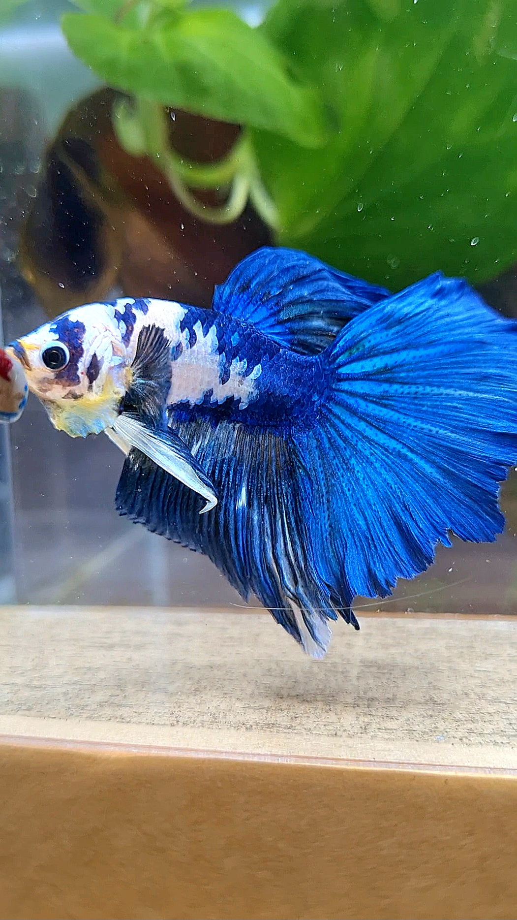 HALFMOON BLUE DOTS MARBLE BETTA FISH
