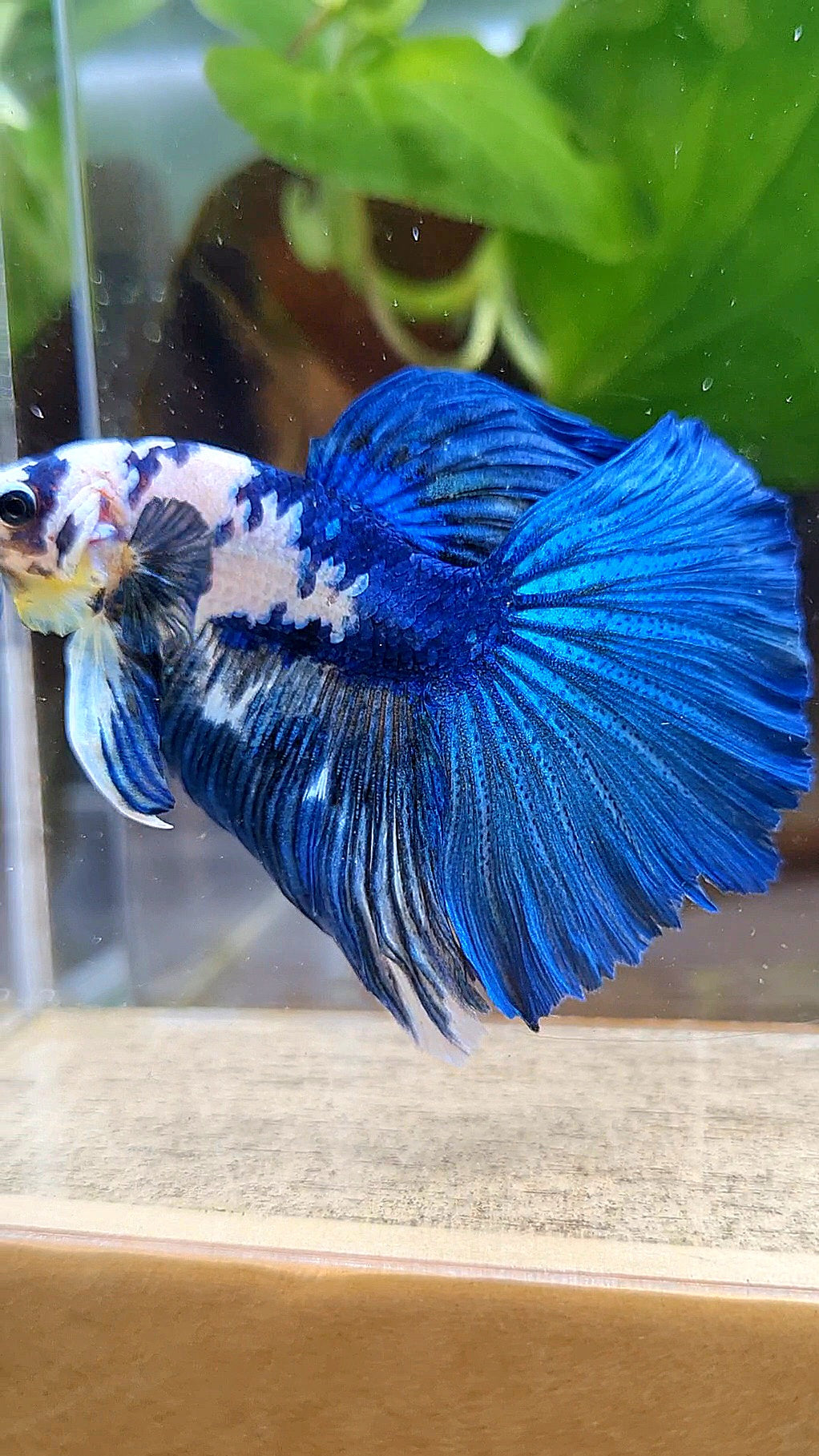 HALFMOON BLUE DOTS MARBLE BETTA FISH