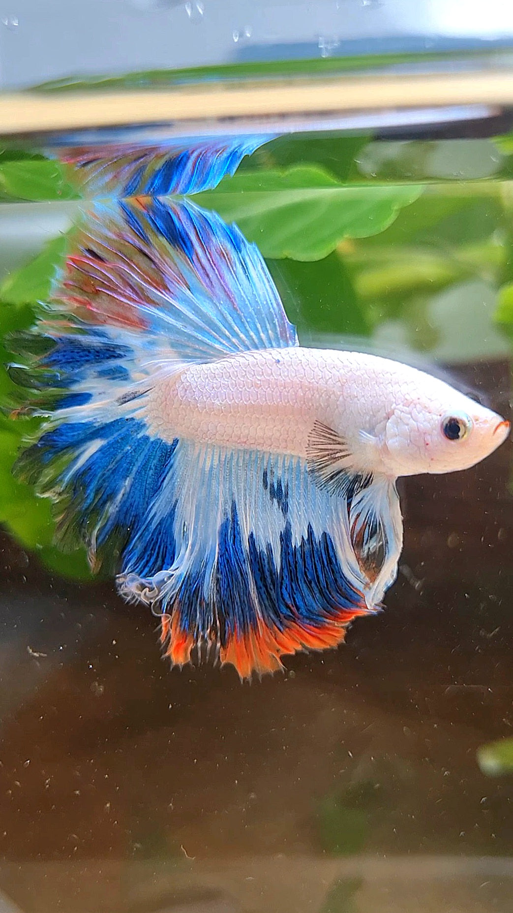 HALFMOON ROSETAIL BLUE RED RIM FANCY BETTA FISH minus wart