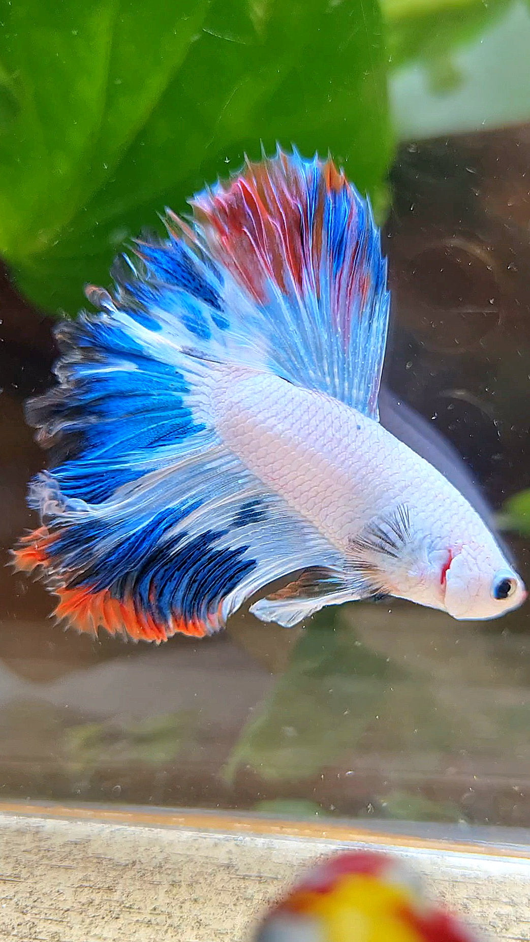 HALFMOON ROSETAIL BLUE RED RIM FANCY BETTA FISH minus wart