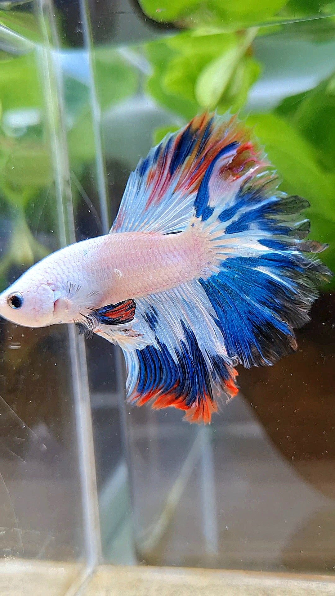 HALFMOON ROSETAIL BLUE RED RIM FANCY BETTA FISH minus wart