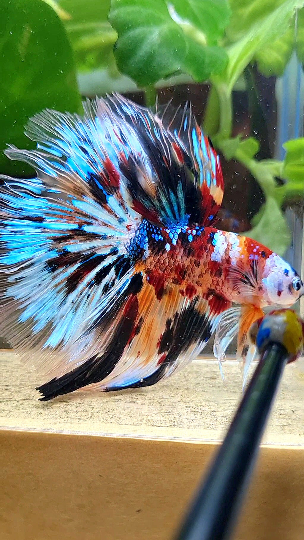 XXL HALFMOON ROSETAIL PEACOCK MASKING MULTICOLOR BETTA FISH