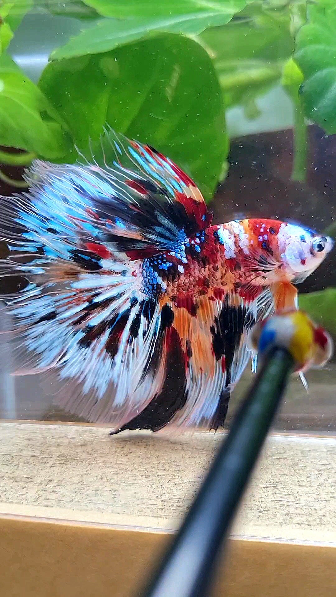 XXL HALFMOON ROSETAIL PEACOCK MASKING MULTICOLOR BETTA FISH