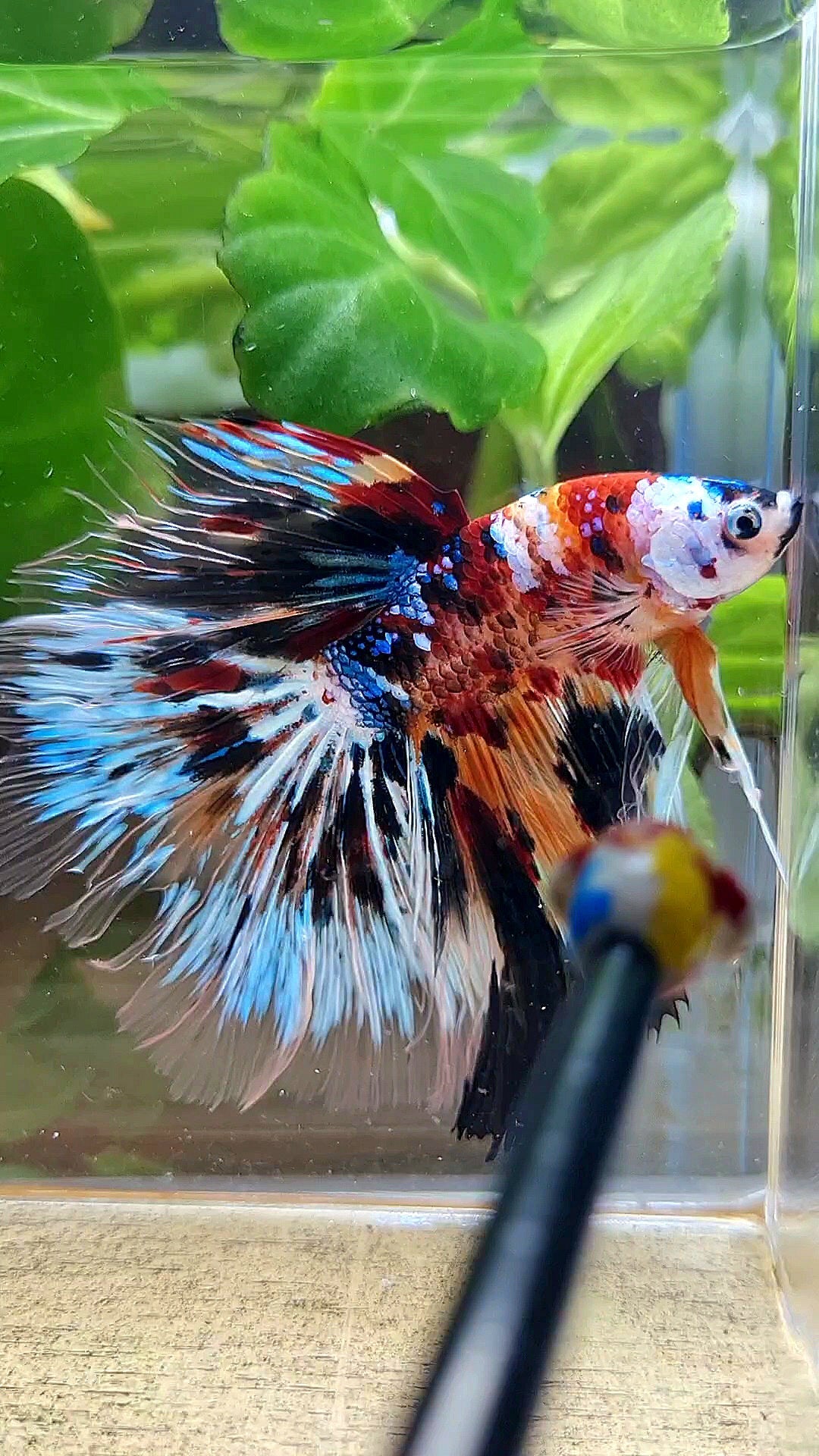 XXL HALFMOON ROSETAIL PEACOCK MASKING MULTICOLOR BETTA FISH