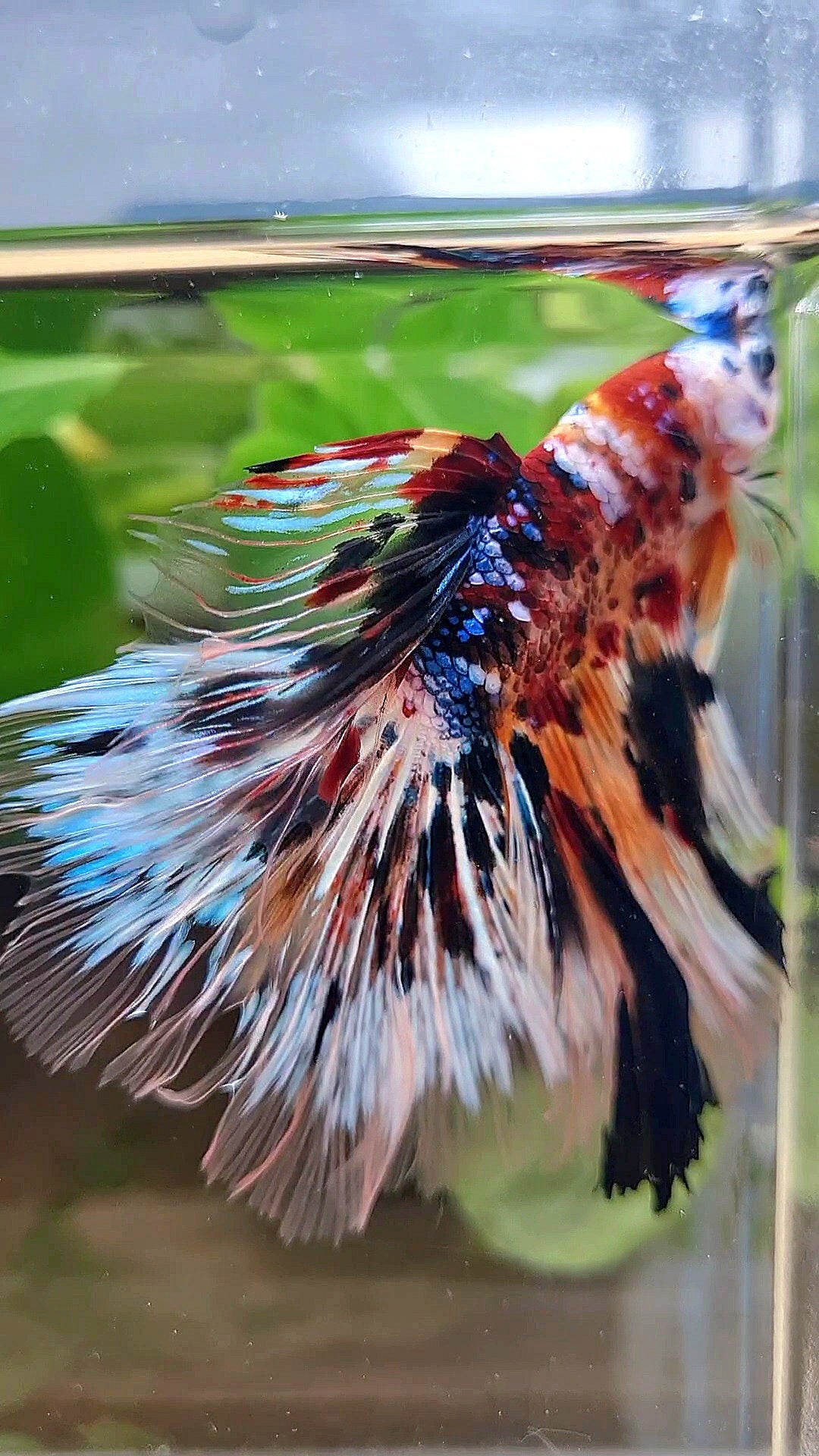 XXL HALFMOON ROSETAIL PEACOCK MASKING MULTICOLOR BETTA FISH