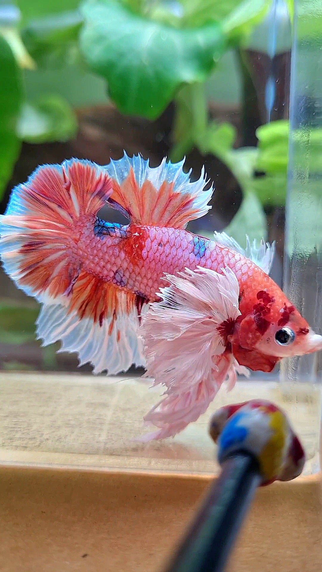 LUXURY KING PLAKAT SUPER ROSE EAR ORANGE CANDY MULTICOLOR BETTA FISH