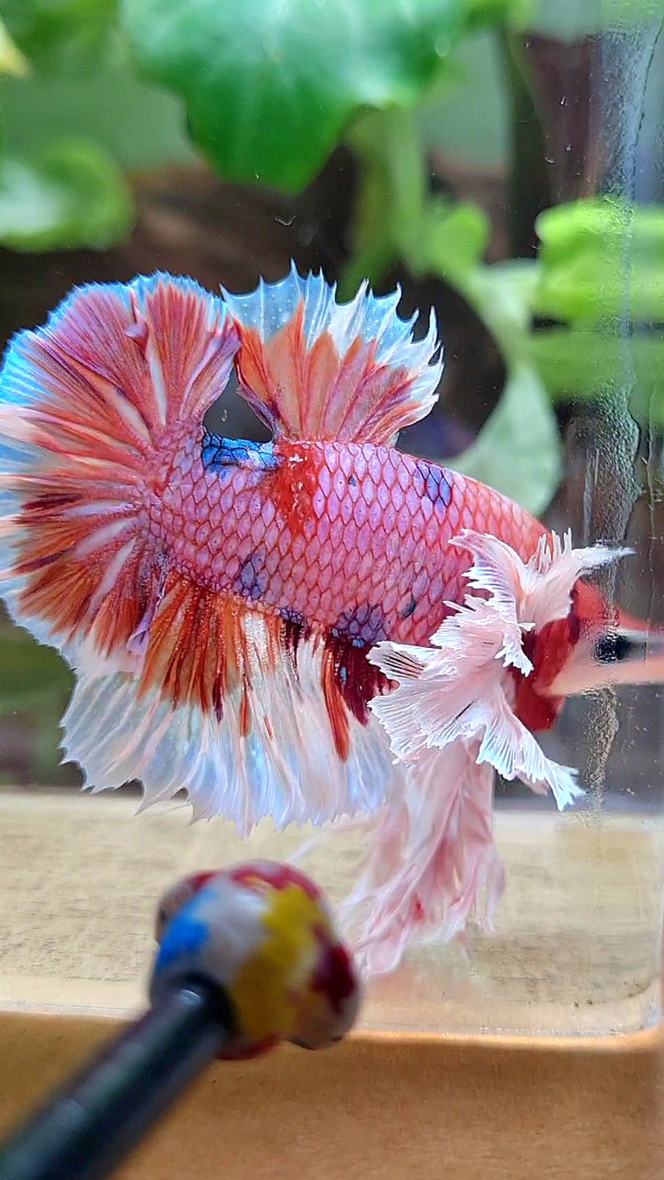 LUXURY KING PLAKAT SUPER ROSE EAR ORANGE CANDY MULTICOLOR BETTA FISH