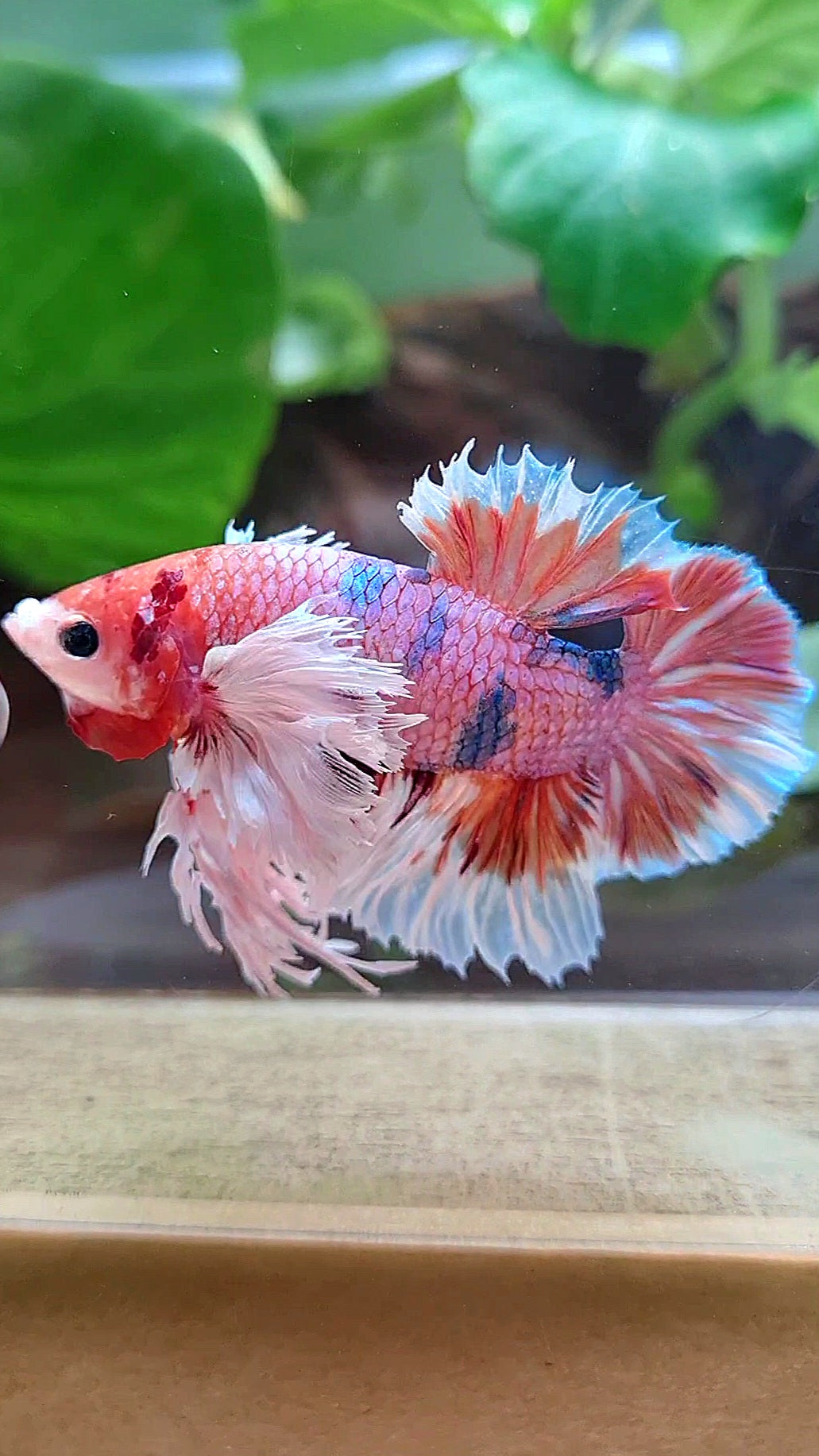 LUXURY KING PLAKAT SUPER ROSE EAR ORANGE CANDY MULTICOLOR BETTA FISH