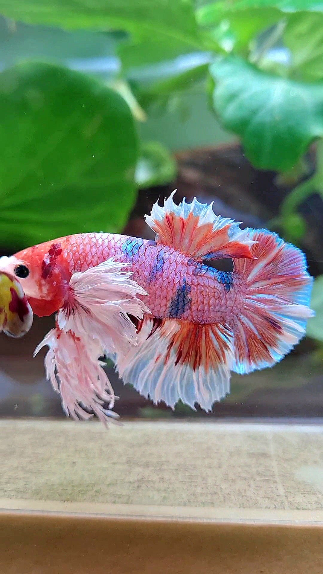LUXURY KING PLAKAT SUPER ROSE EAR ORANGE CANDY MULTICOLOR BETTA FISH