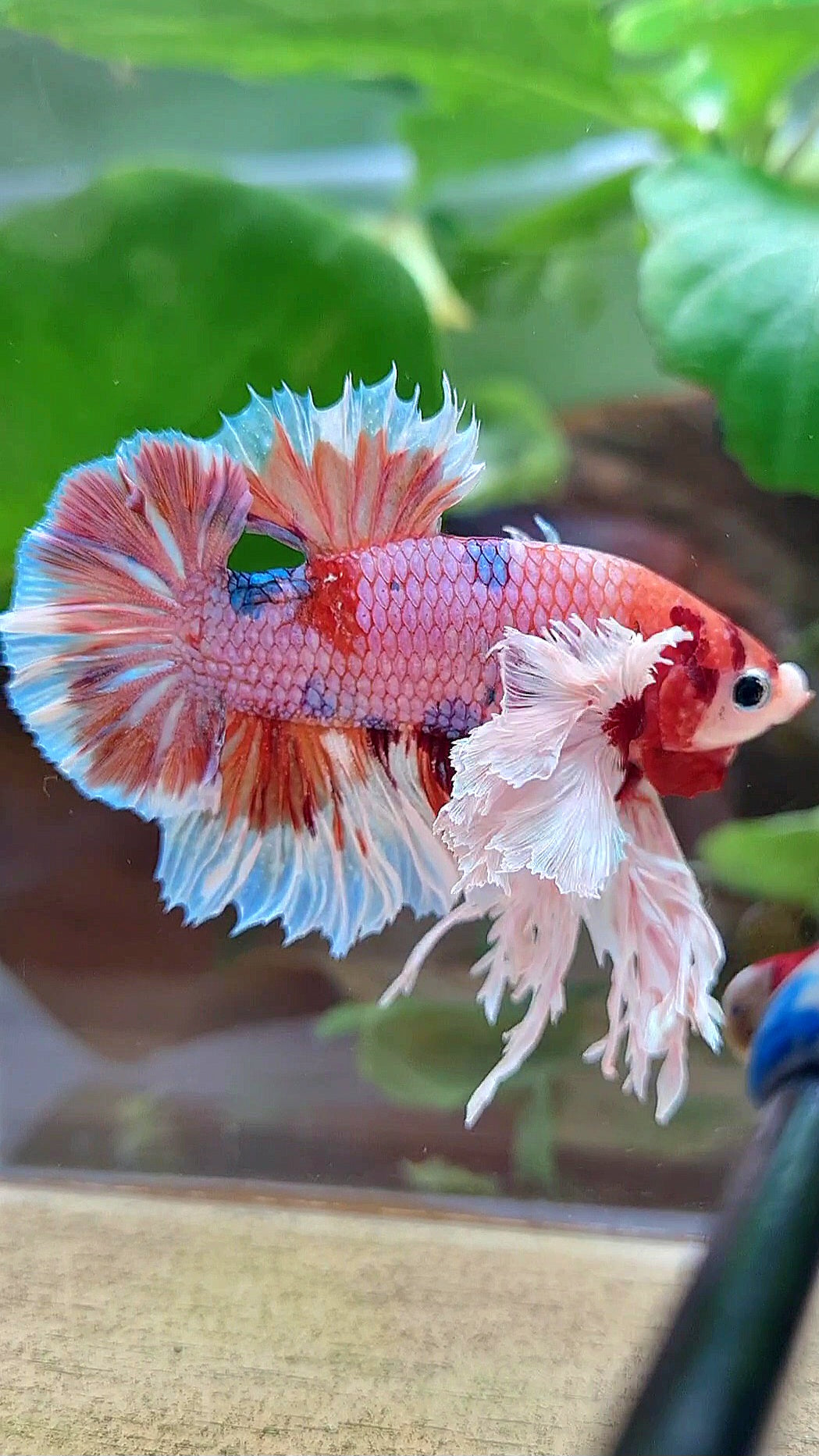 LUXURY KING PLAKAT SUPER ROSE EAR ORANGE CANDY MULTICOLOR BETTA FISH