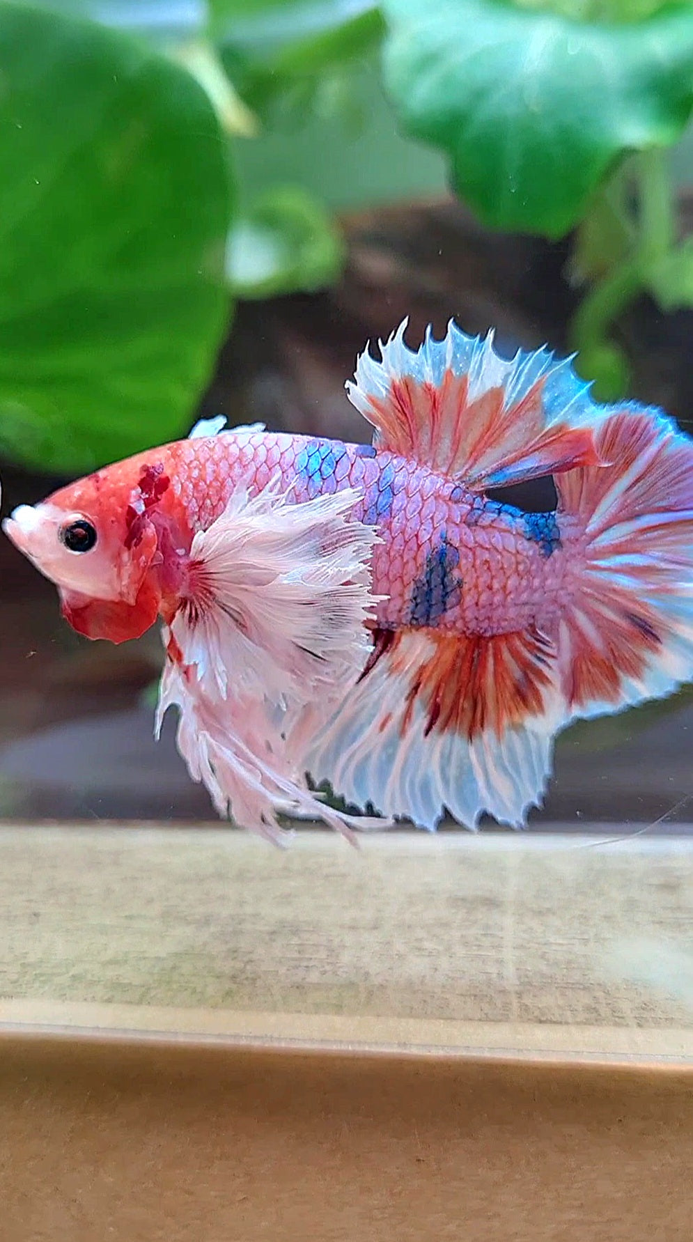 LUXURY KING PLAKAT SUPER ROSE EAR ORANGE CANDY MULTICOLOR BETTA FISH