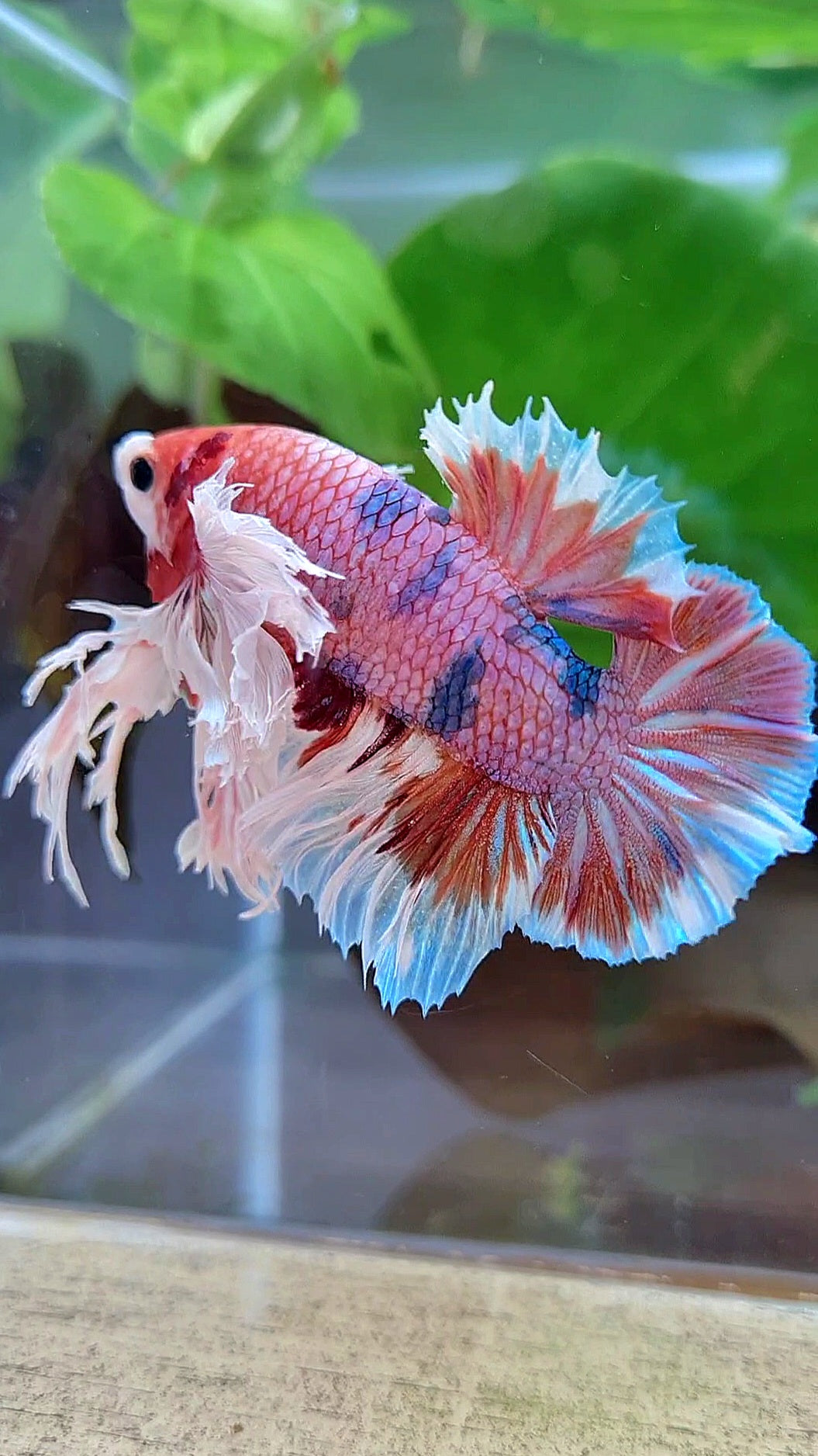 LUXURY KING PLAKAT SUPER ROSE EAR ORANGE CANDY MULTICOLOR BETTA FISH