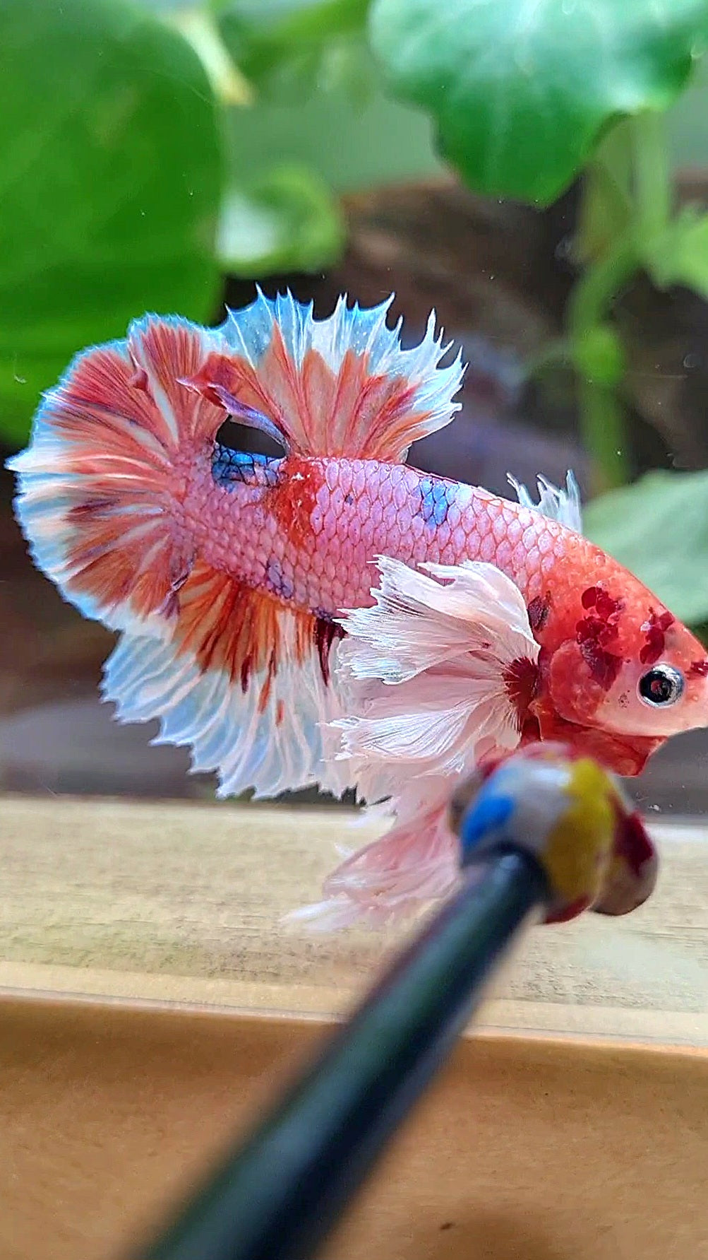 LUXURY KING PLAKAT SUPER ROSE EAR ORANGE CANDY MULTICOLOR BETTA FISH