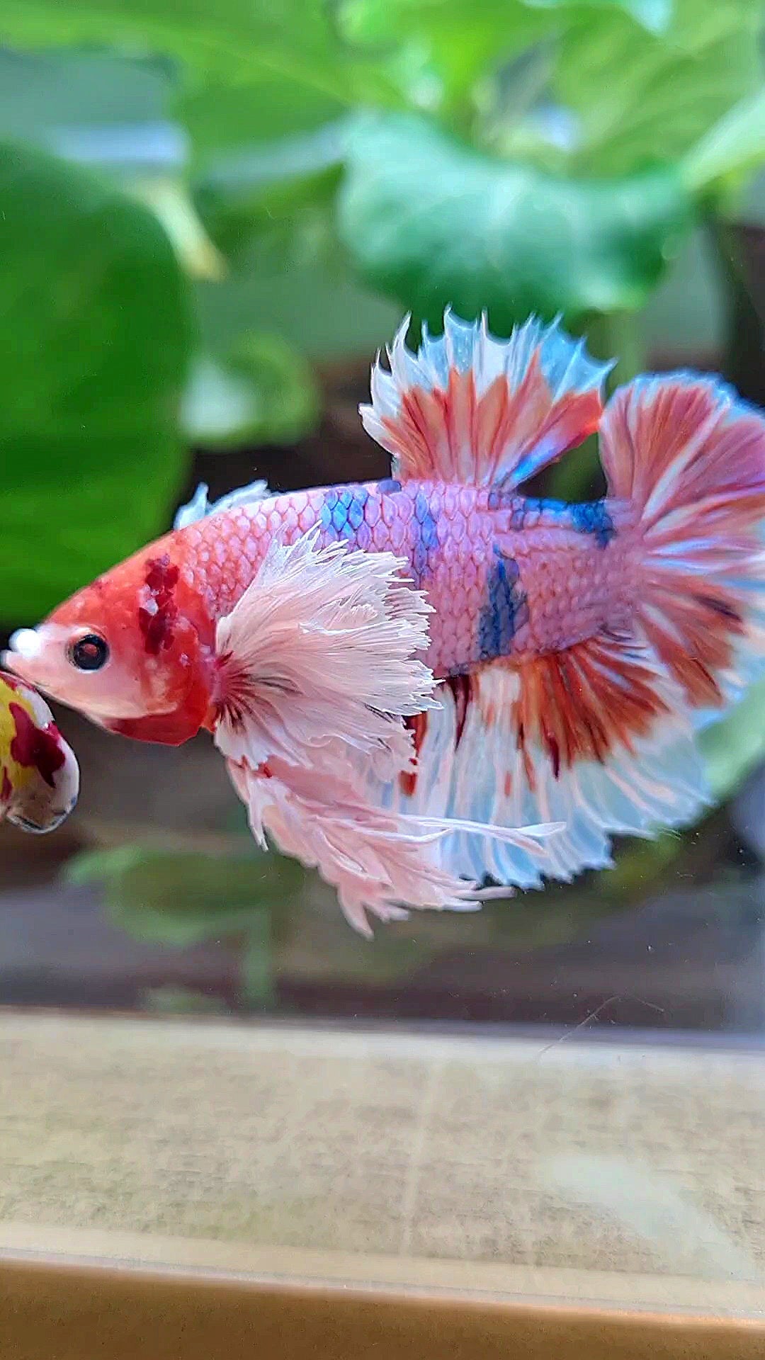 LUXURY KING PLAKAT SUPER ROSE EAR ORANGE CANDY MULTICOLOR BETTA FISH
