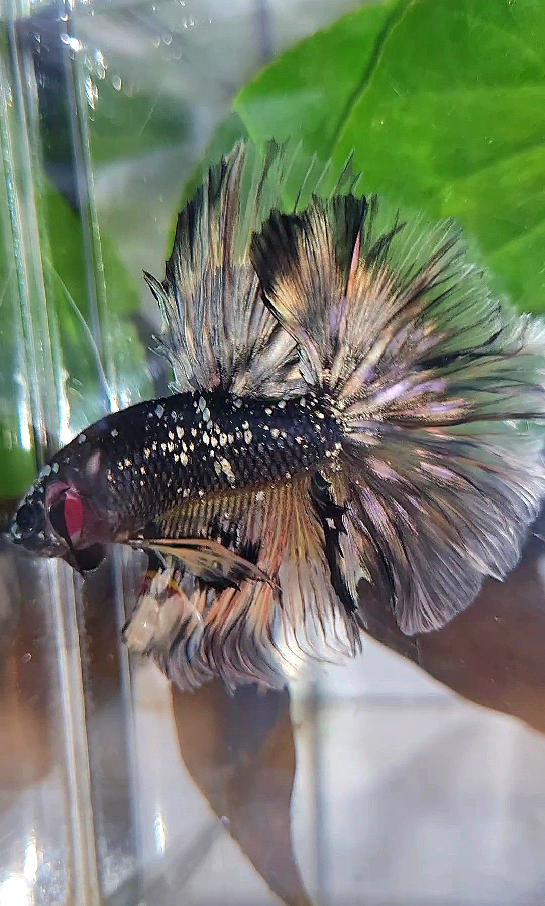 LUXURY HALFMOON ROSETAIL BLACK GALAXY COPPER AVATAR YELLOW BETTA FISH
