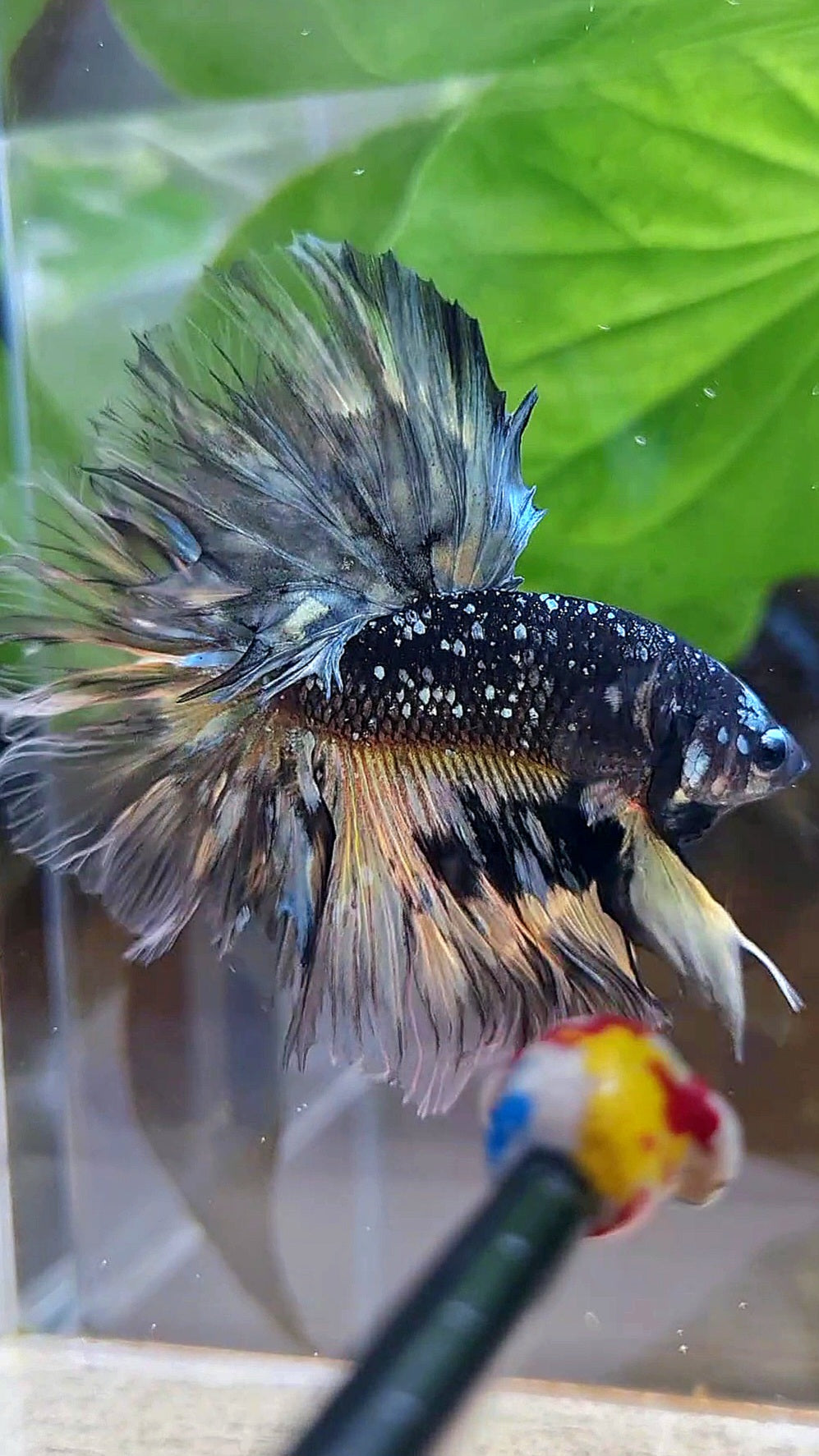 LUXURY HALFMOON ROSETAIL BLACK GALAXY COPPER AVATAR YELLOW BETTA FISH