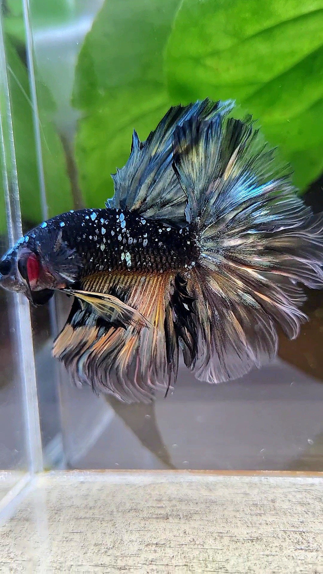 LUXURY HALFMOON ROSETAIL BLACK GALAXY COPPER AVATAR YELLOW BETTA FISH