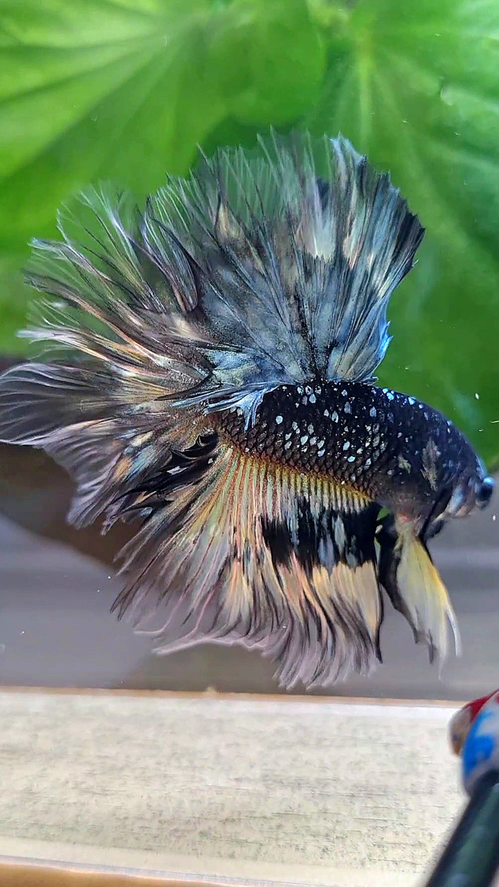 LUXURY HALFMOON ROSETAIL BLACK GALAXY COPPER AVATAR YELLOW BETTA FISH