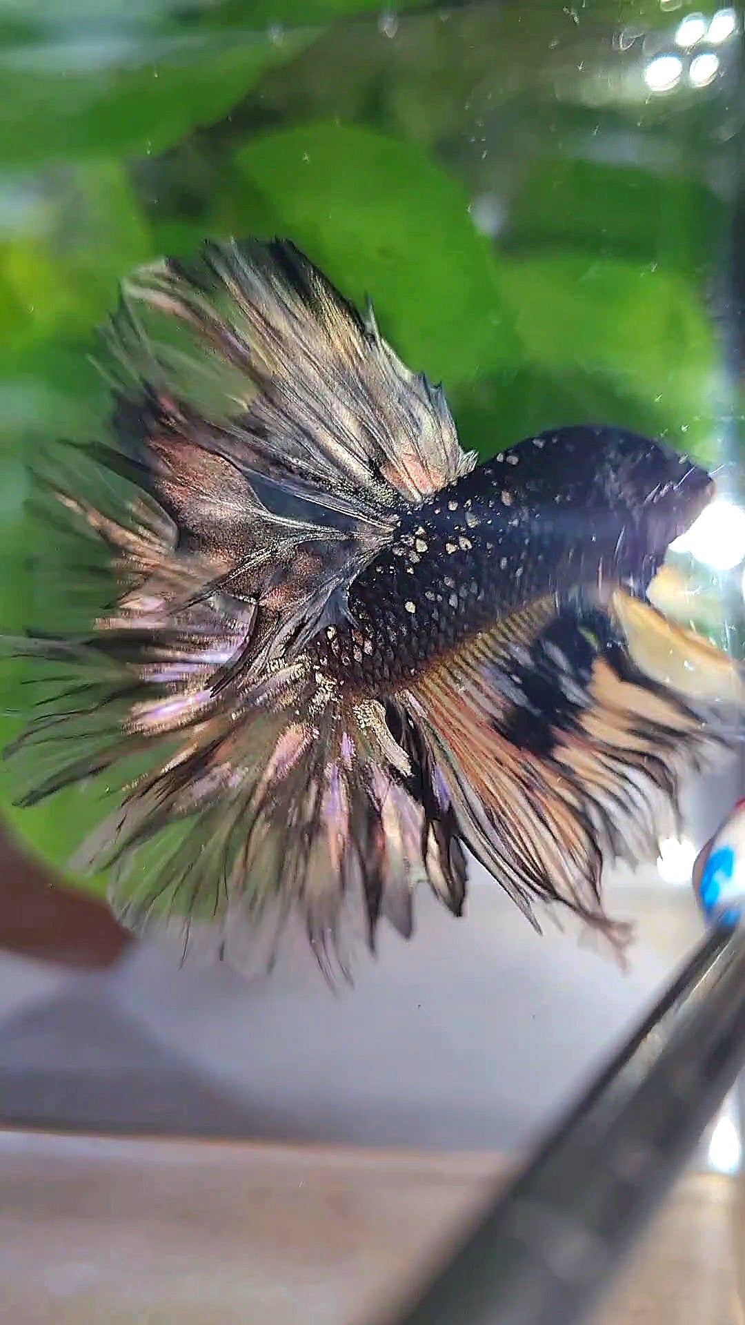 LUXURY HALFMOON ROSETAIL BLACK GALAXY COPPER AVATAR YELLOW BETTA FISH