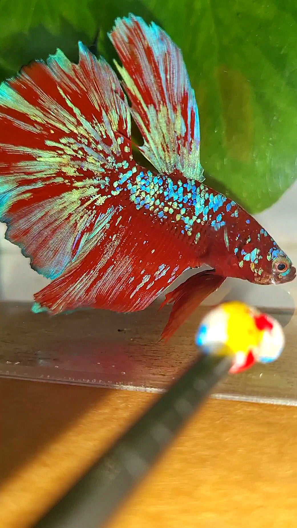 LUXURY HALFMOON RED PURPLE SUPER GALAXY RPG BETTA FISH