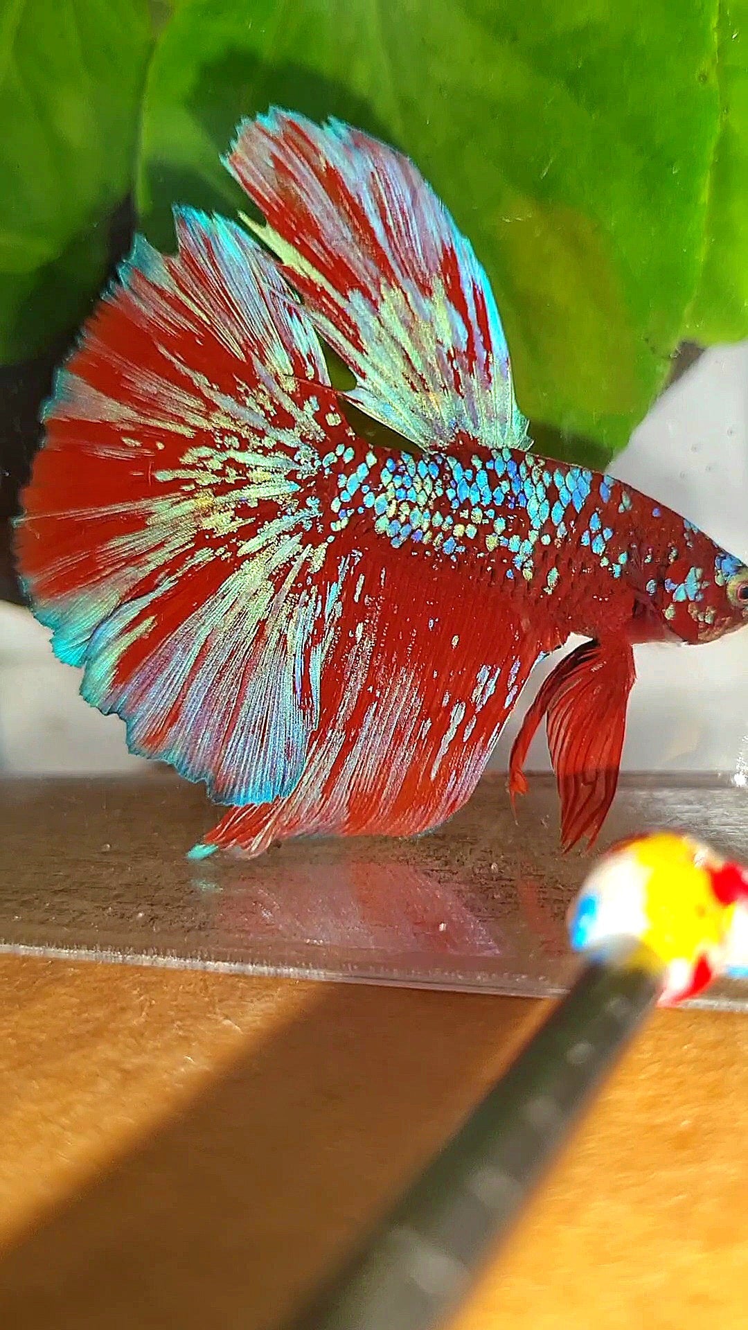 LUXURY HALFMOON RED PURPLE SUPER GALAXY RPG BETTA FISH