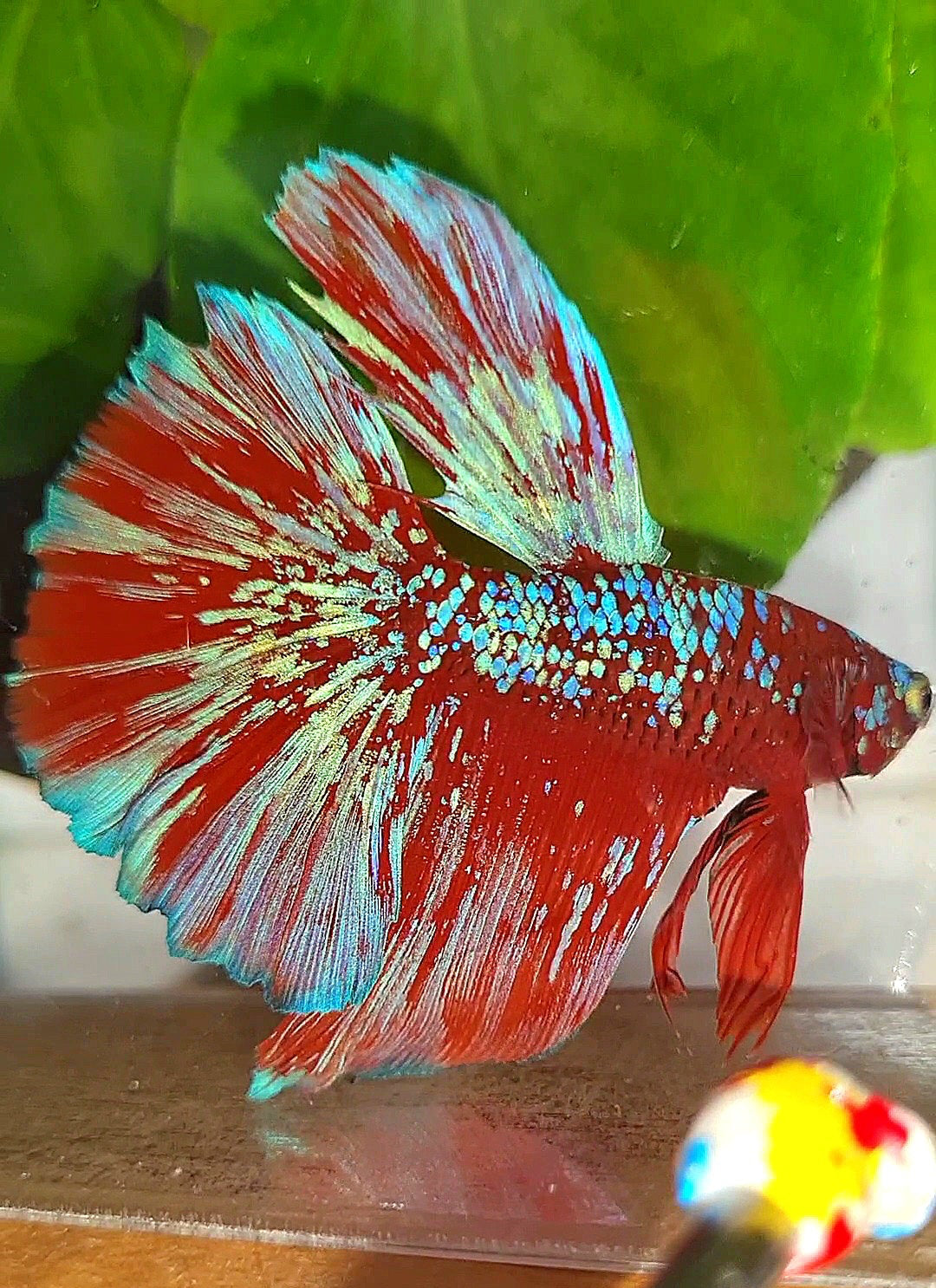 LUXURY HALFMOON RED PURPLE SUPER GALAXY RPG BETTA FISH