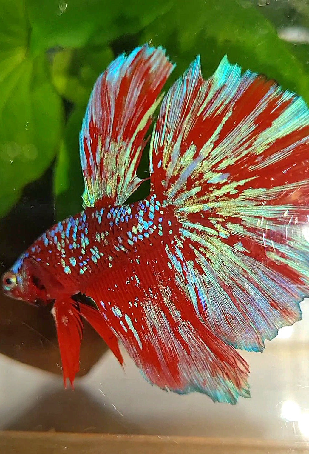 LUXURY HALFMOON RED PURPLE SUPER GALAXY RPG BETTA FISH