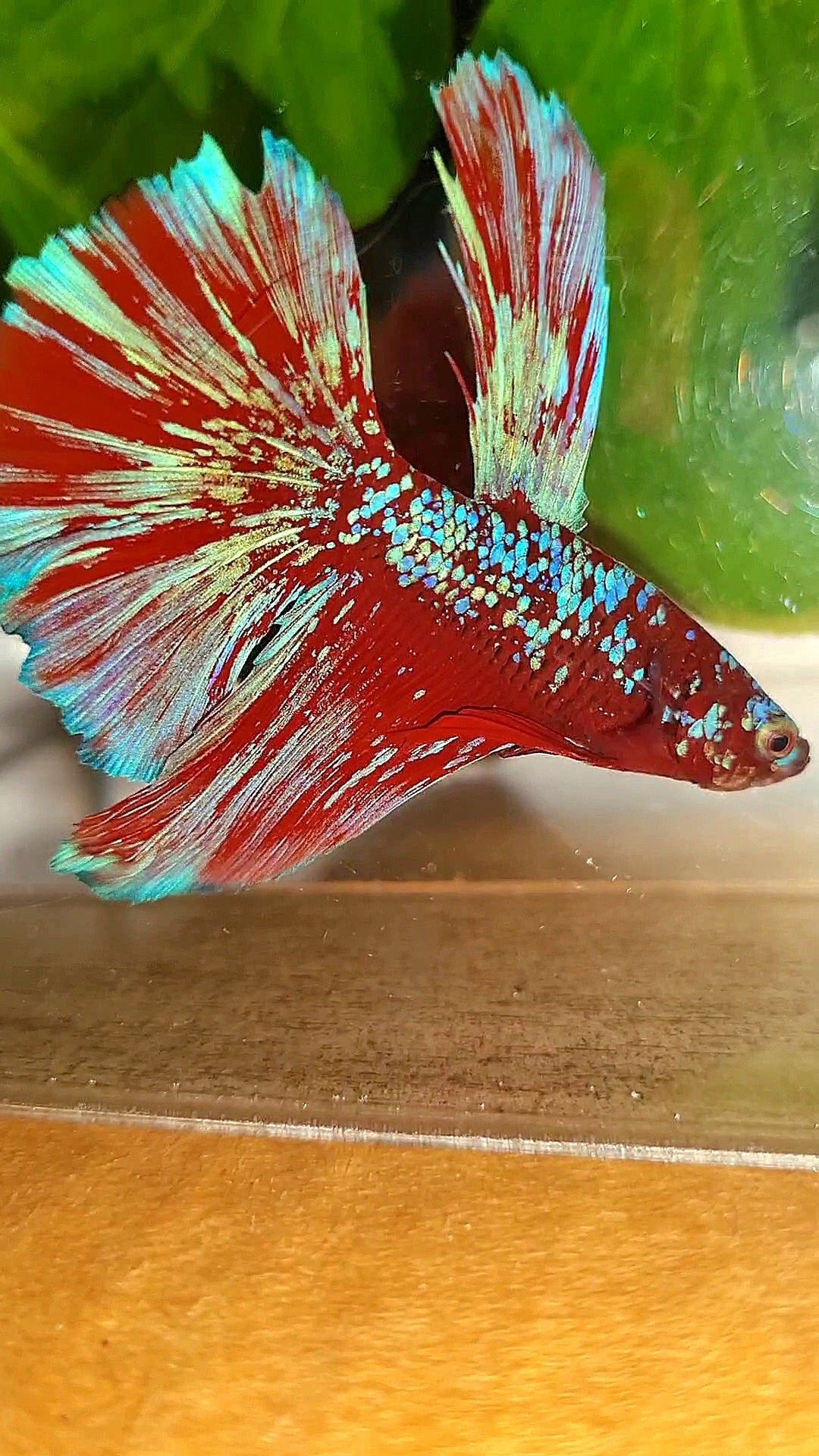 LUXURY HALFMOON RED PURPLE SUPER GALAXY RPG BETTA FISH