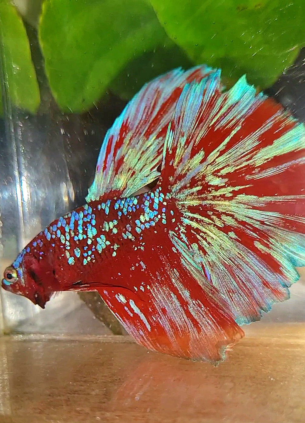 LUXURY HALFMOON RED PURPLE SUPER GALAXY RPG BETTA FISH