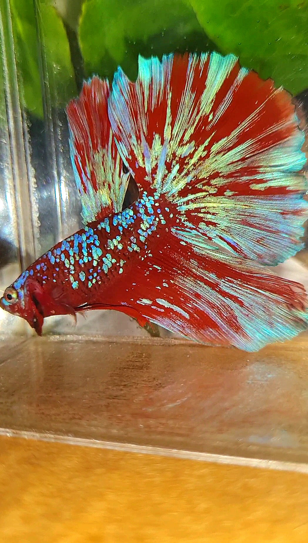 LUXURY HALFMOON RED PURPLE SUPER GALAXY RPG BETTA FISH
